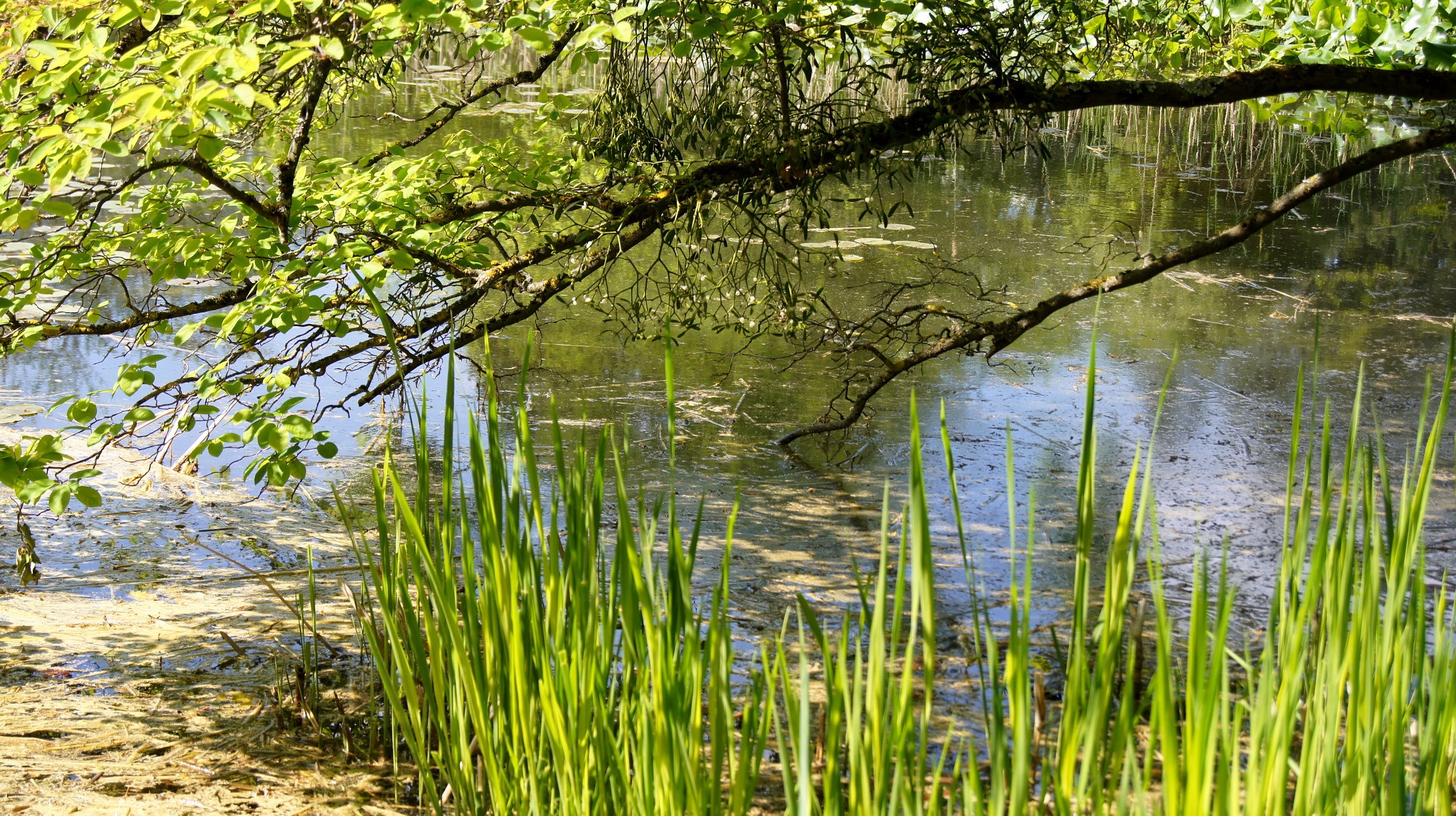 Overhanging Tree Branch Above a Pond with Reeds HD Wallpaper