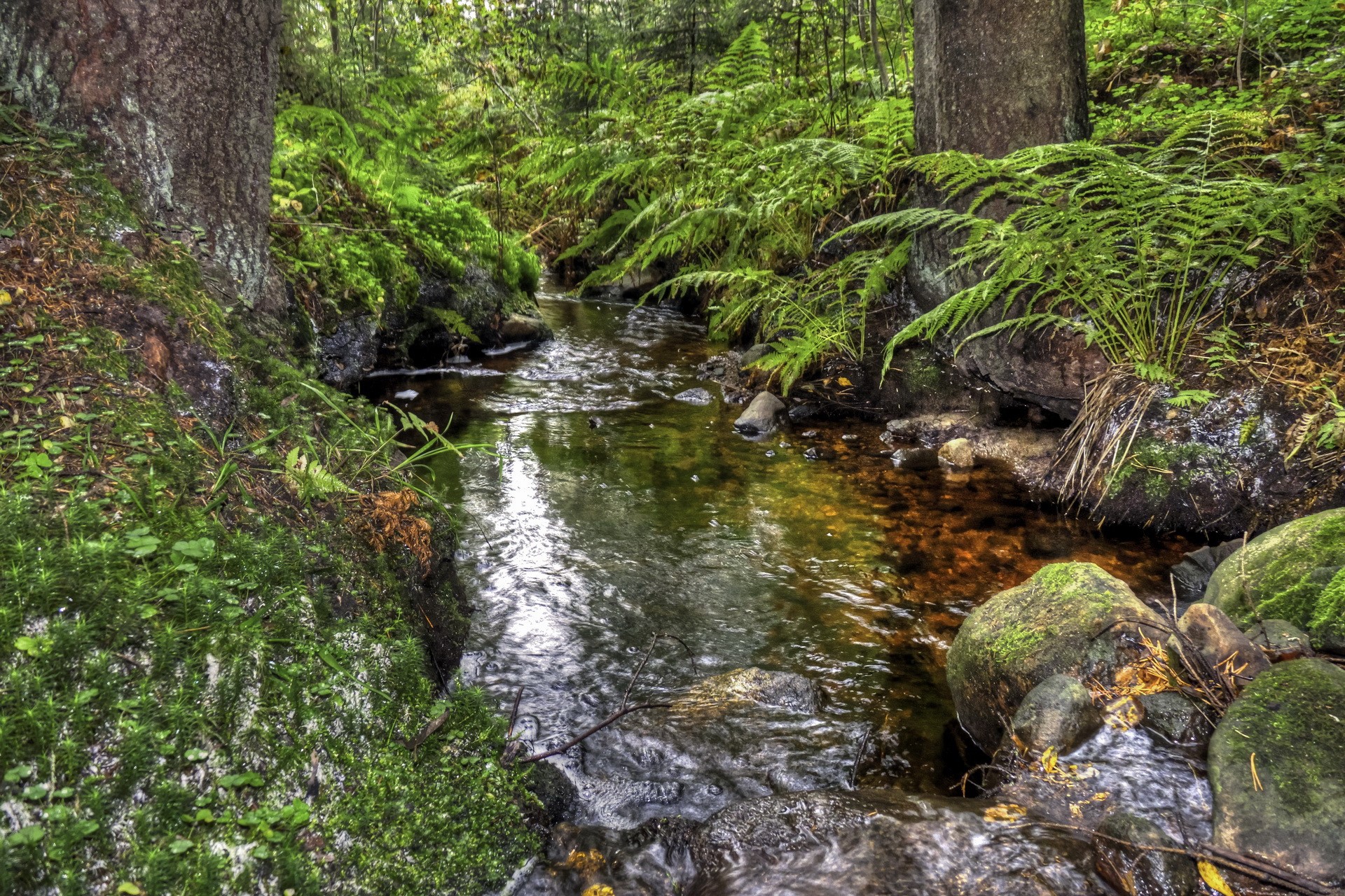 A small stream flows through a mossy forest with ferns HD Wallpaper