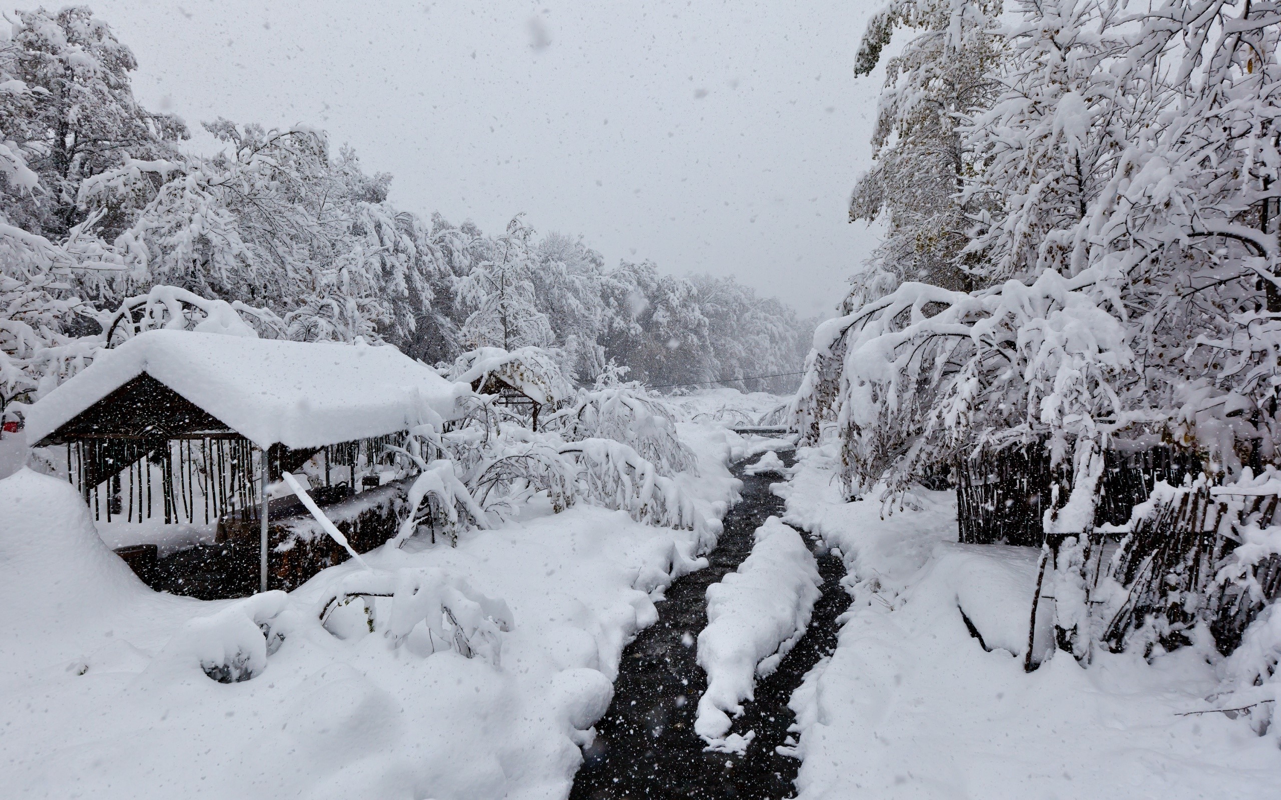 Winter scene with snow-covered trees and a stream HD Wallpaper