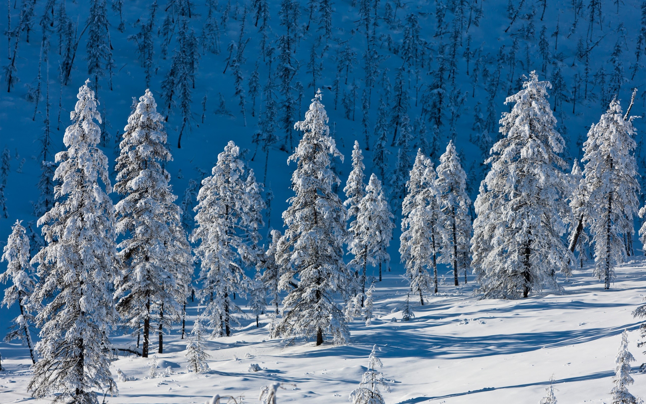 Snow-covered trees on a blue mountain slope HD Wallpaper
