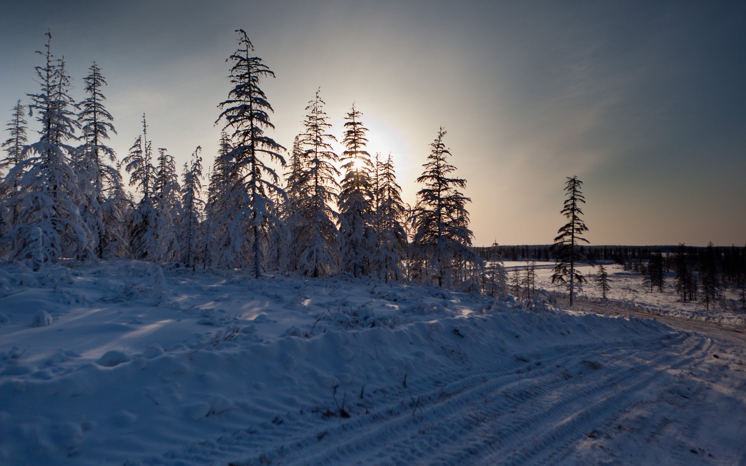 Snowy forest with sunbeams and tire tracks HD Wallpaper