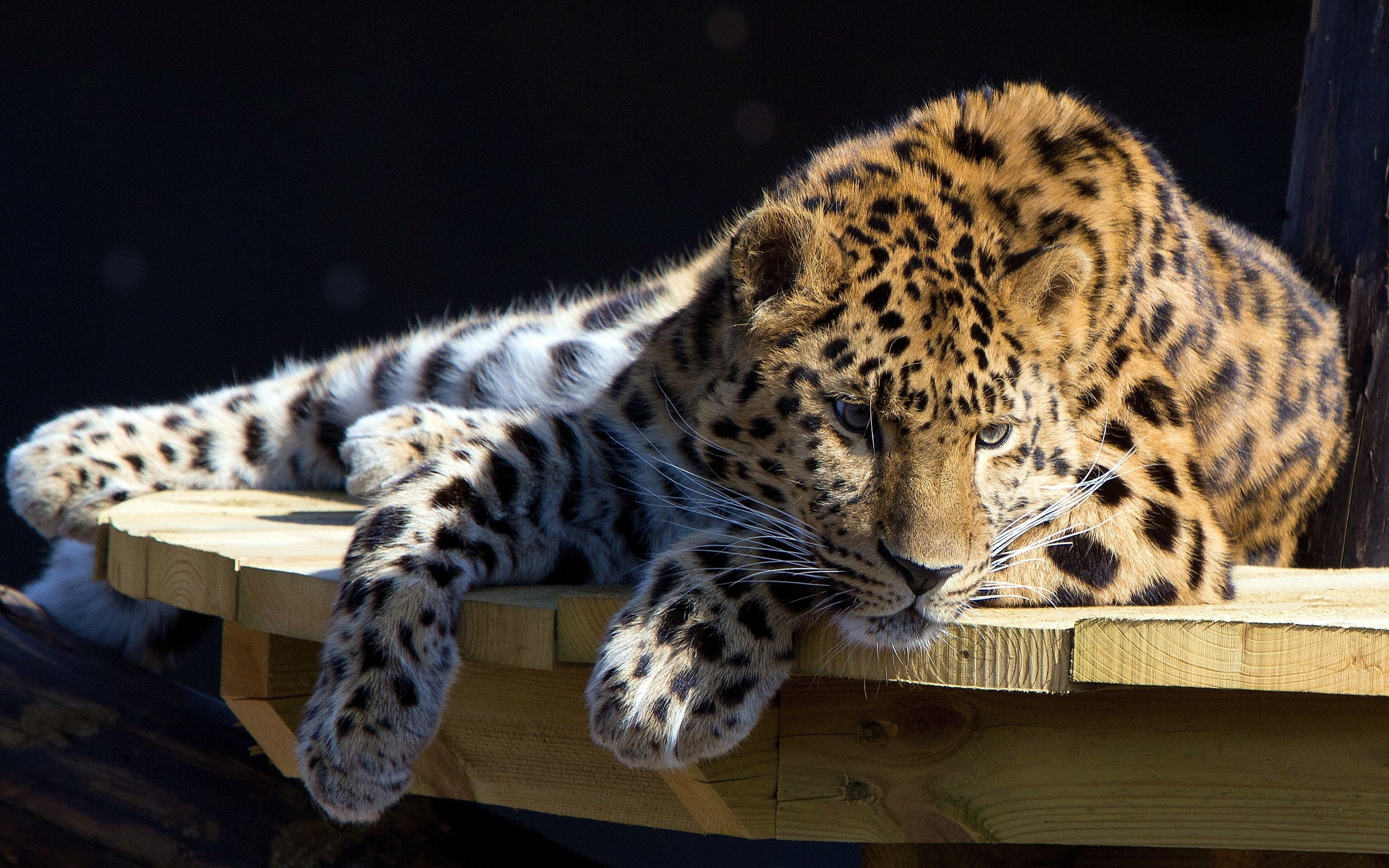 Leopard resting on a wooden platform HD Wallpaper