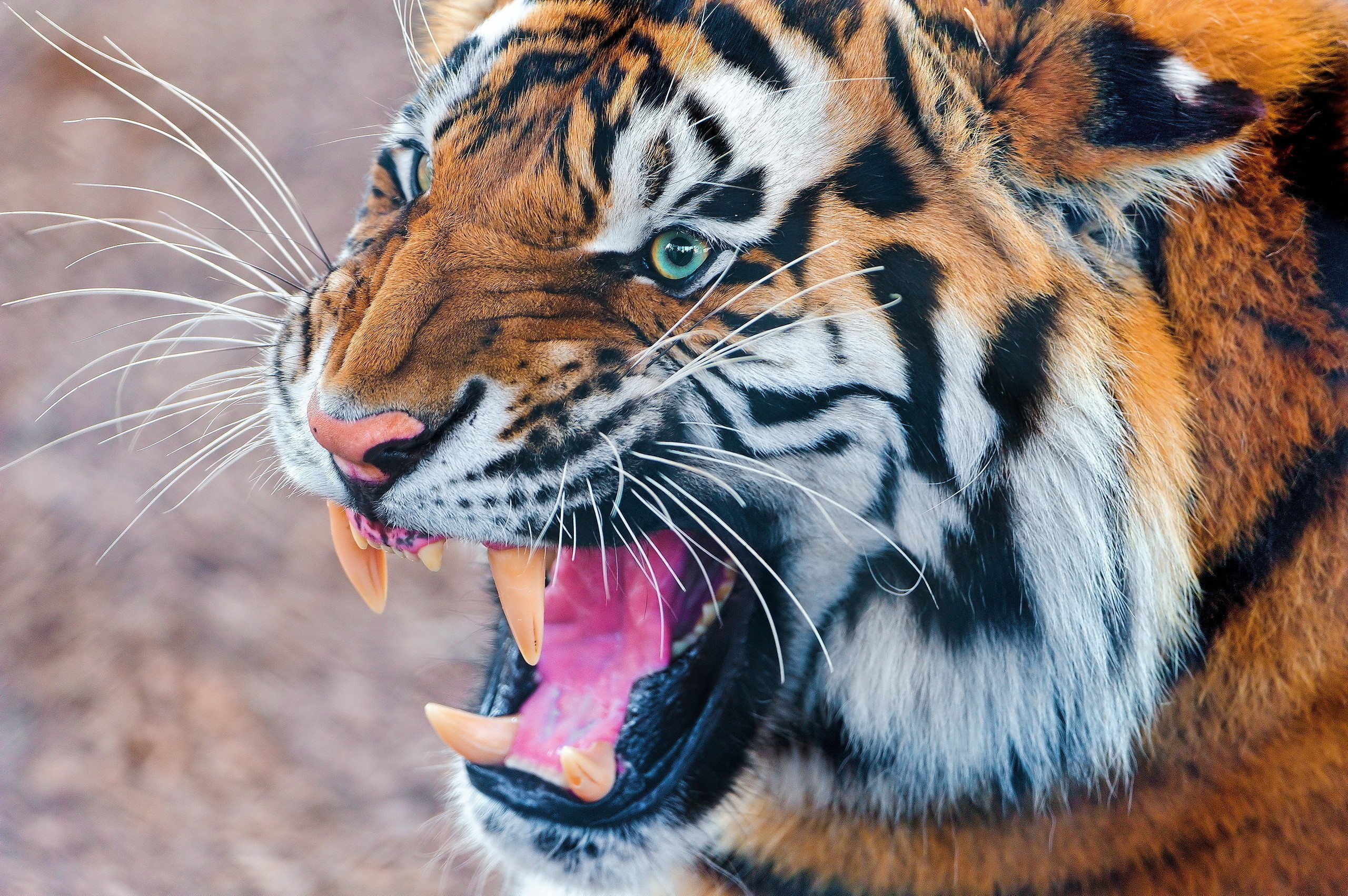 Close-up of a tiger roaring HD Wallpaper