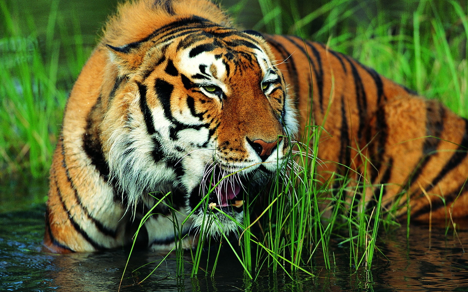 Tiger in tall grass and water HD Wallpaper