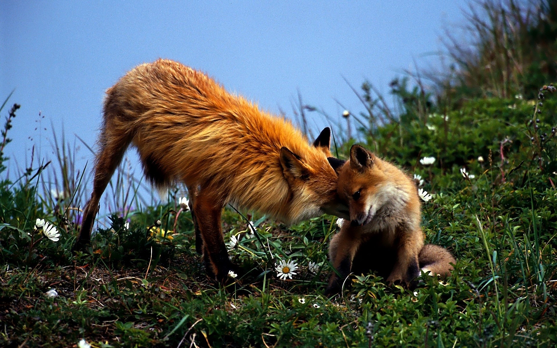 Two foxes in a grassy field with flowers HD Wallpaper