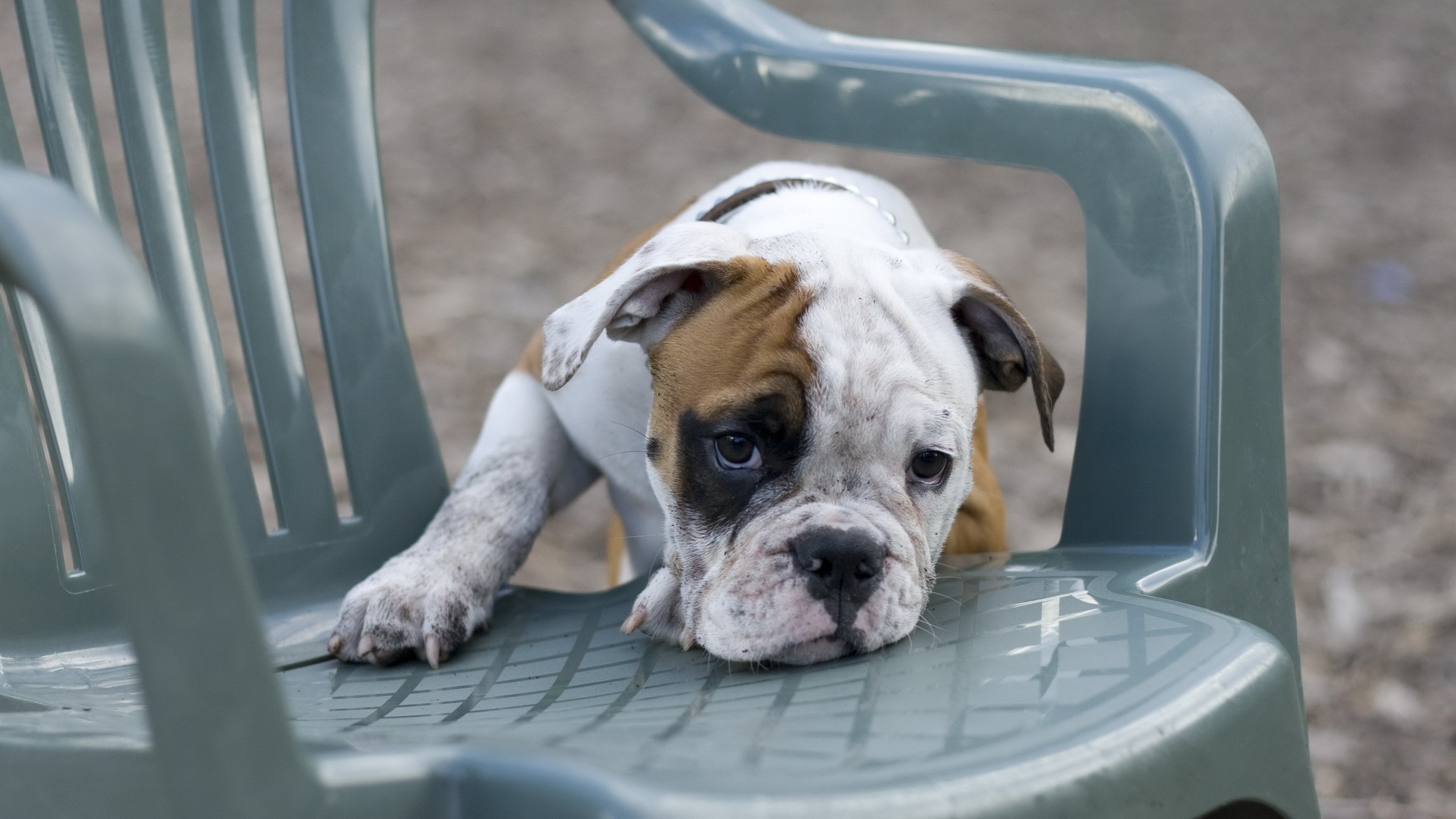 Bulldog puppy sitting on a plastic chair HD Wallpaper