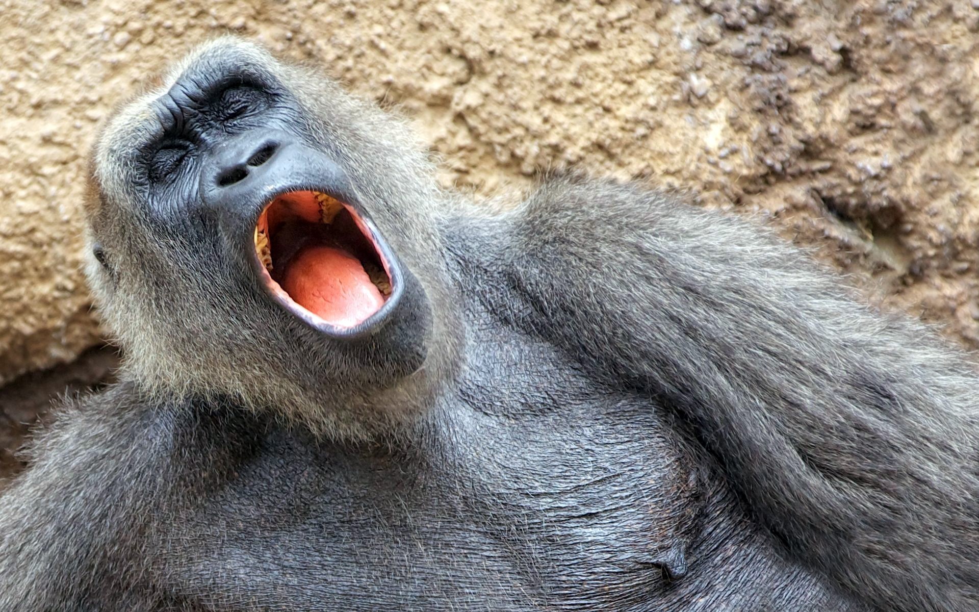Gorilla yawning with mouth wide open HD Wallpaper