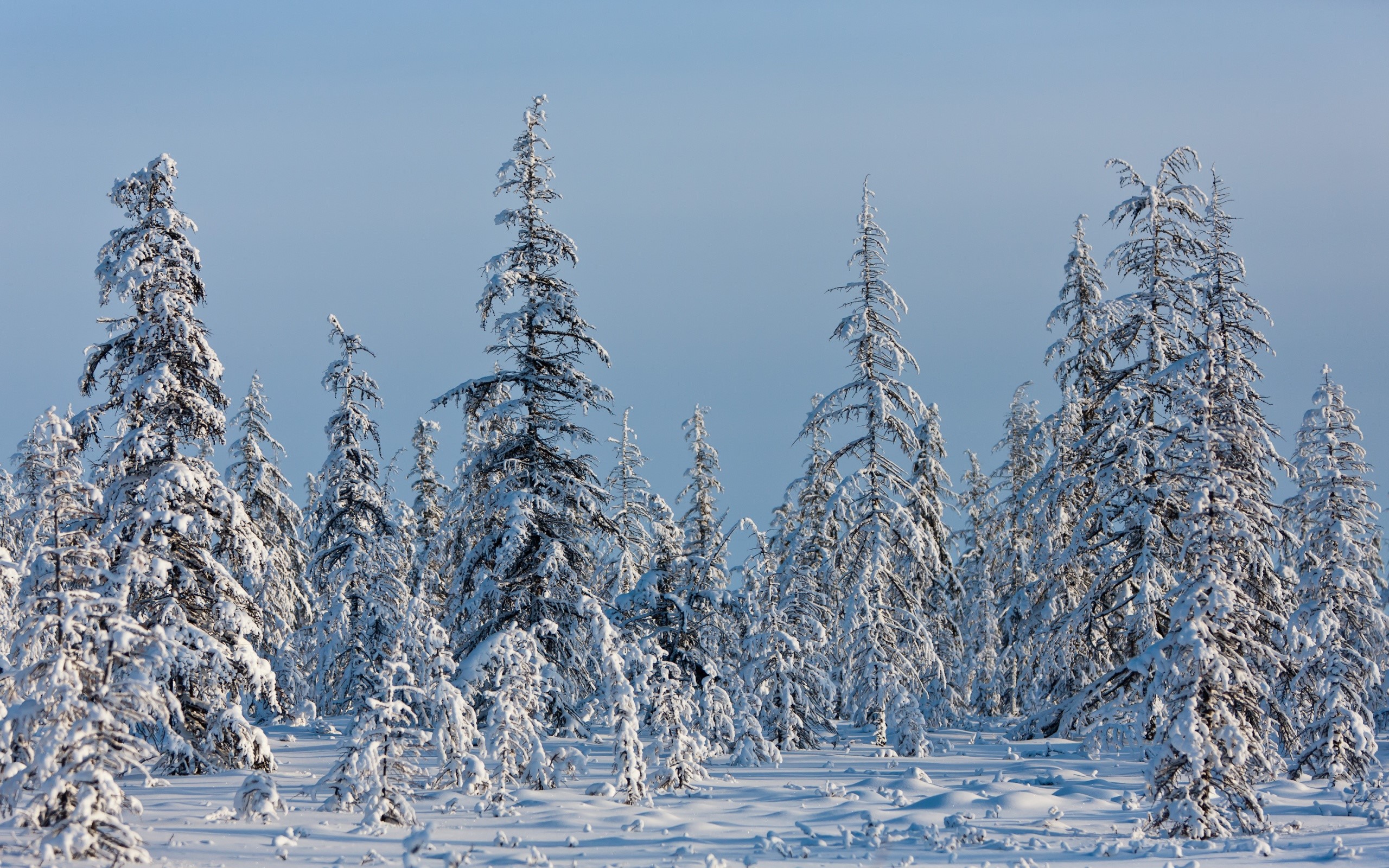 Snow-covered trees in a winter forest HD Wallpaper