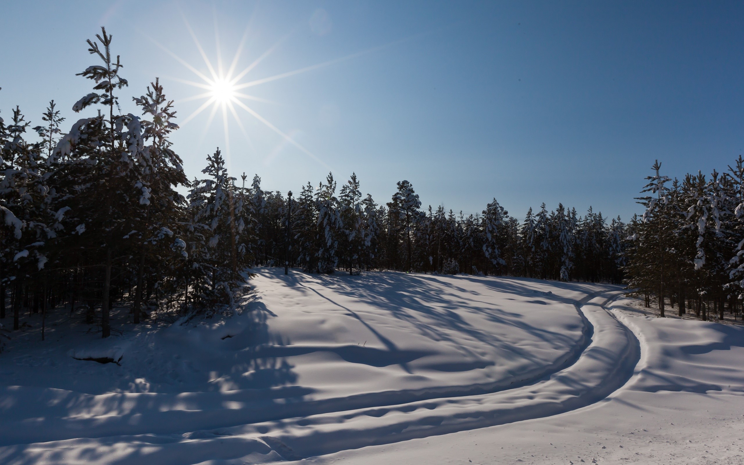 Winter forest with sun and snow-covered trees HD Wallpaper
