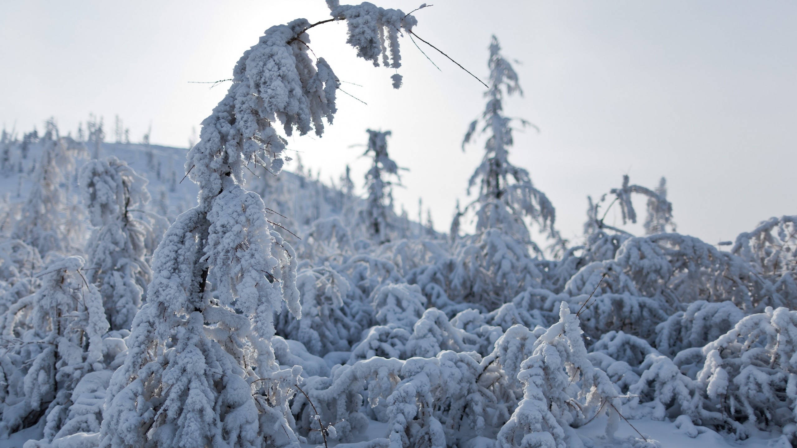 Snow-covered trees in a winter forest HD Wallpaper