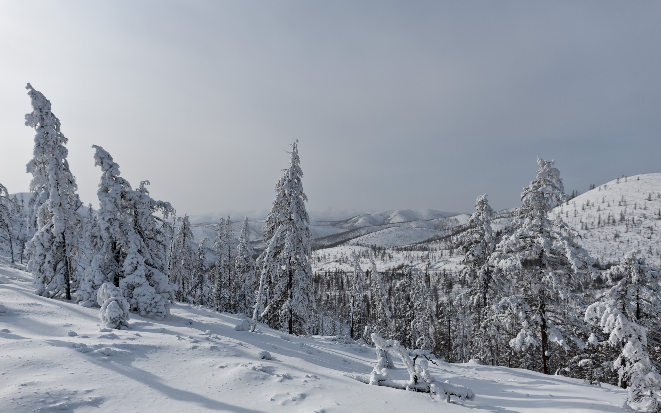 Snow-covered trees on a mountain slope HD Wallpaper