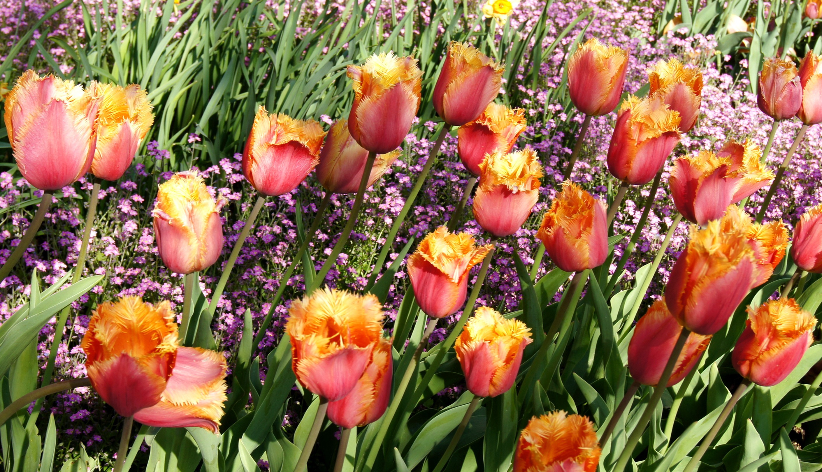 Fringed tulips with pink and orange petals HD Wallpaper