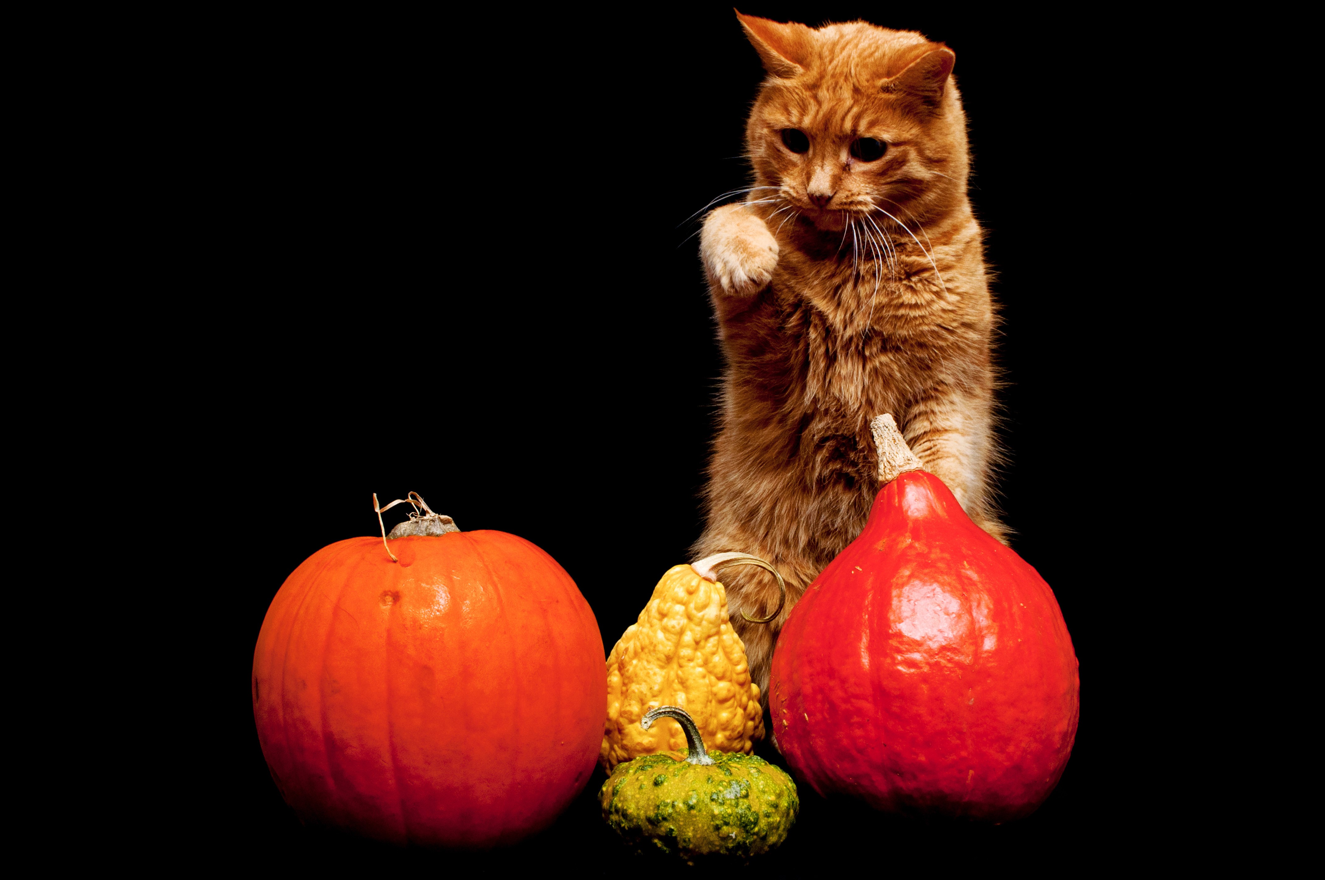 Orange cat with pumpkins HD Wallpaper