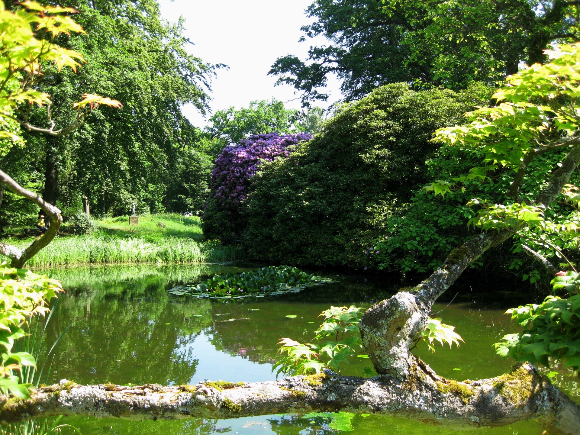 A tranquil pond surrounded by lush greenery and trees HD Wallpaper