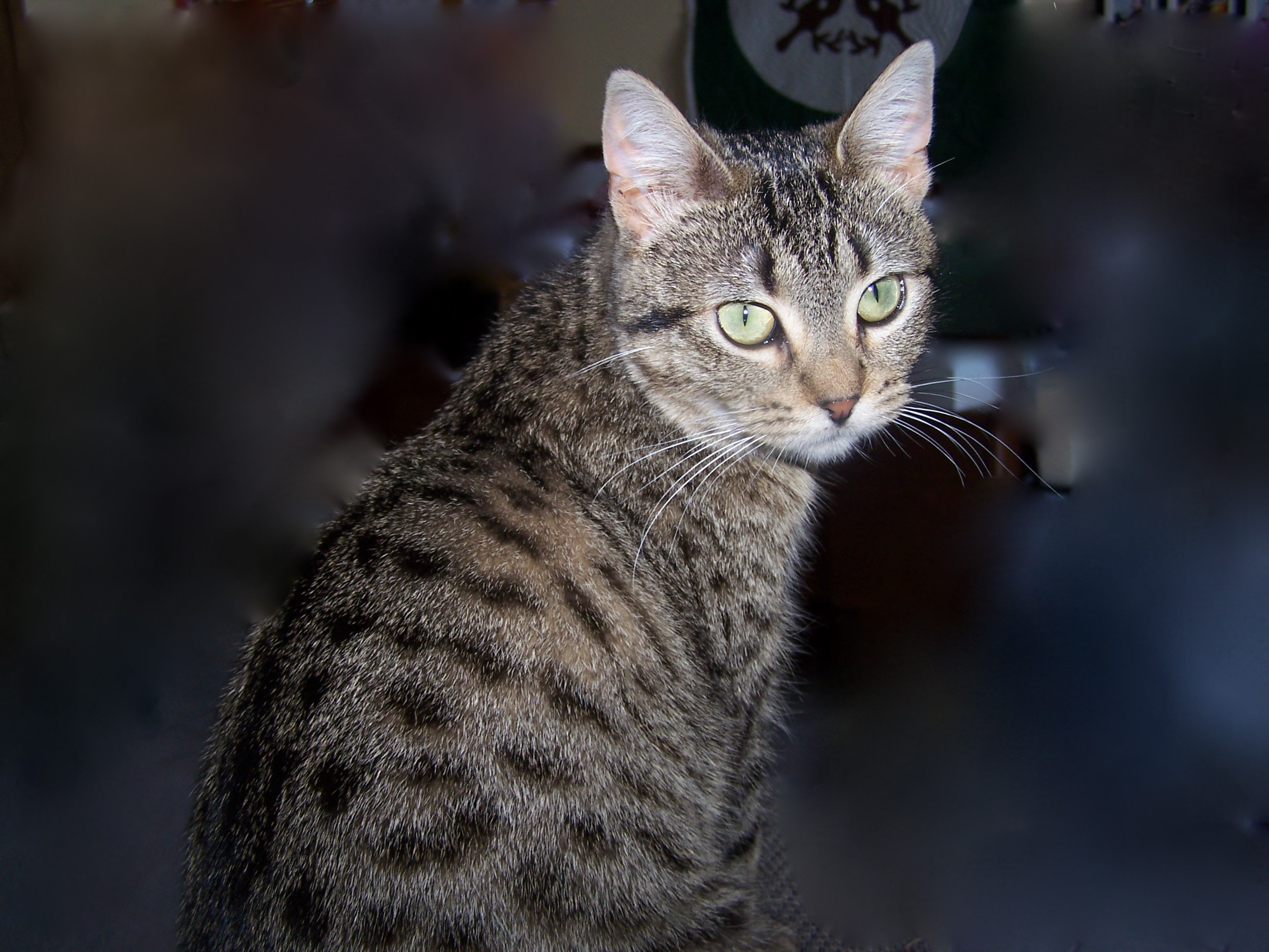 Tabby cat with green eyes looking to the side HD Wallpaper