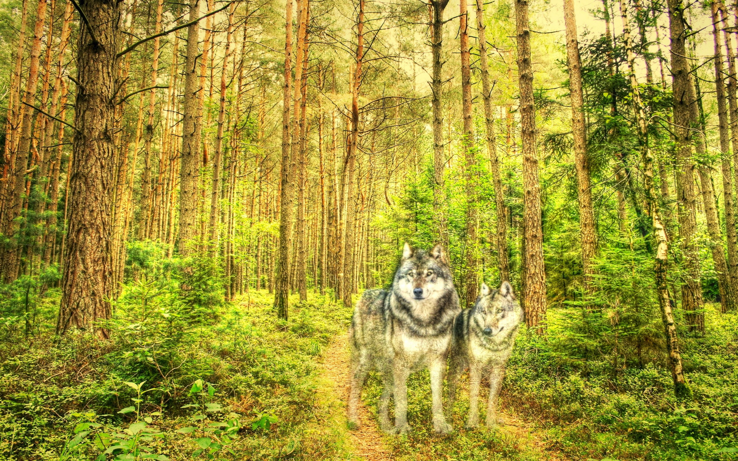 Two wolves in a sunlit forest HD Wallpaper