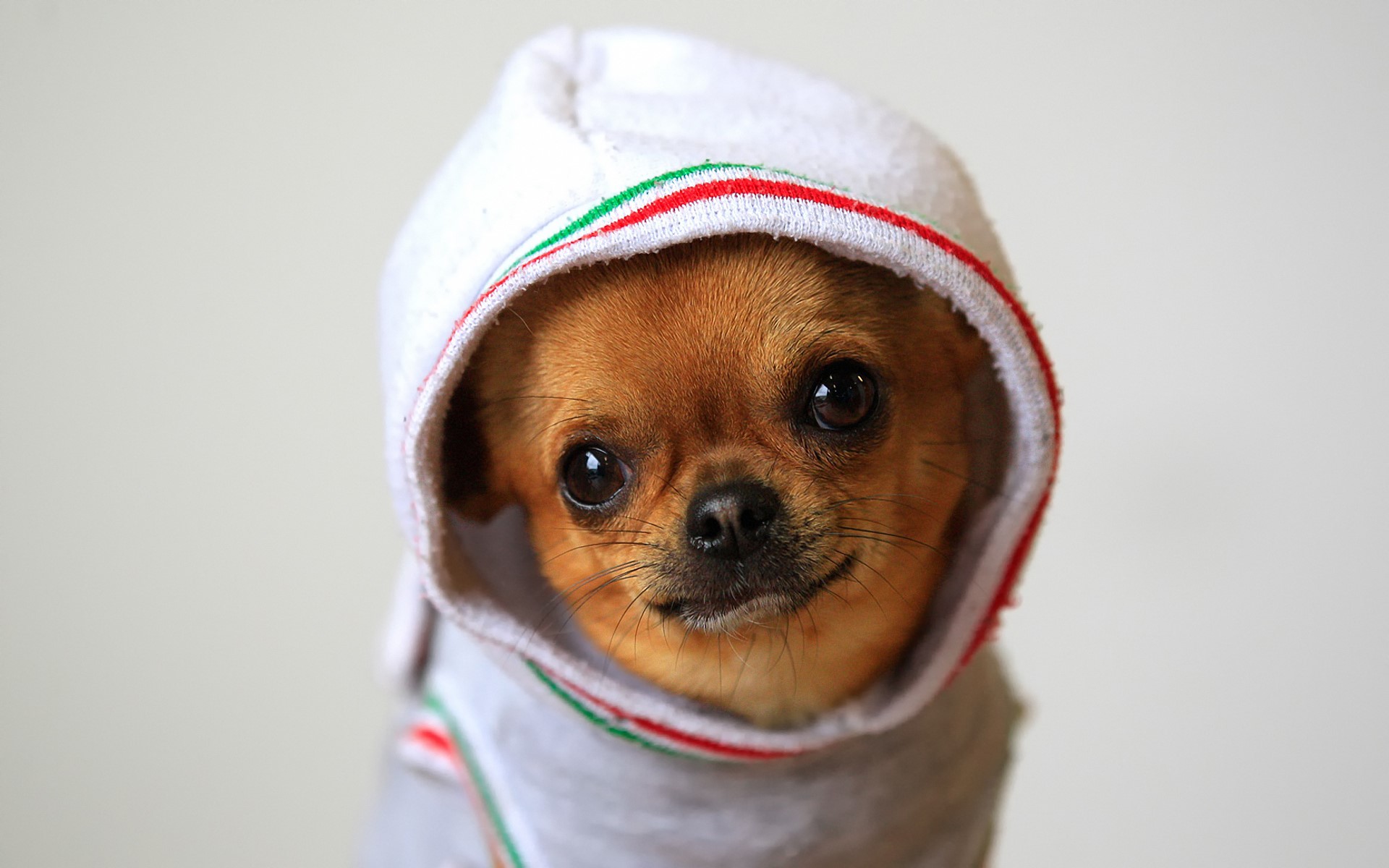 Chihuahua dog wearing a hoodie HD Wallpaper