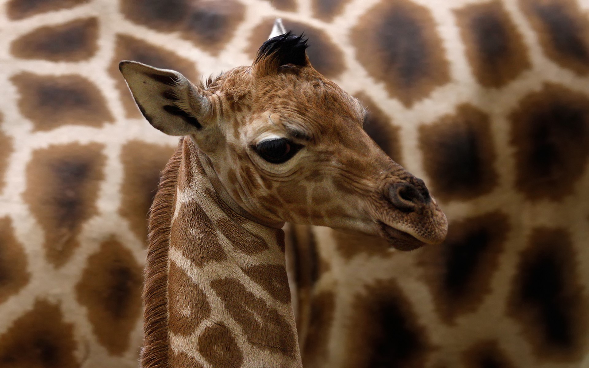 Close-up of a baby giraffe HD Wallpaper