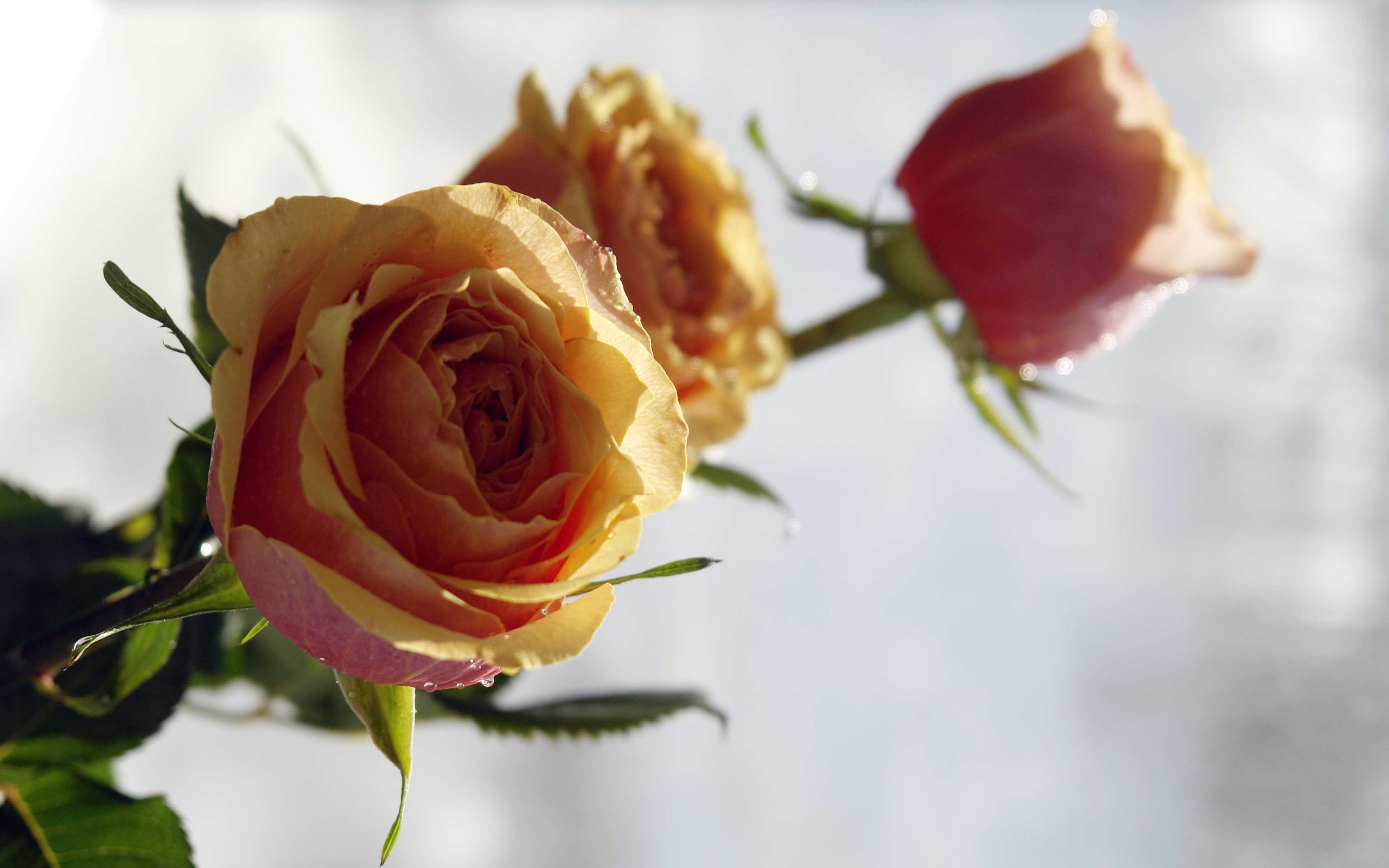 Three roses with water droplets HD Wallpaper