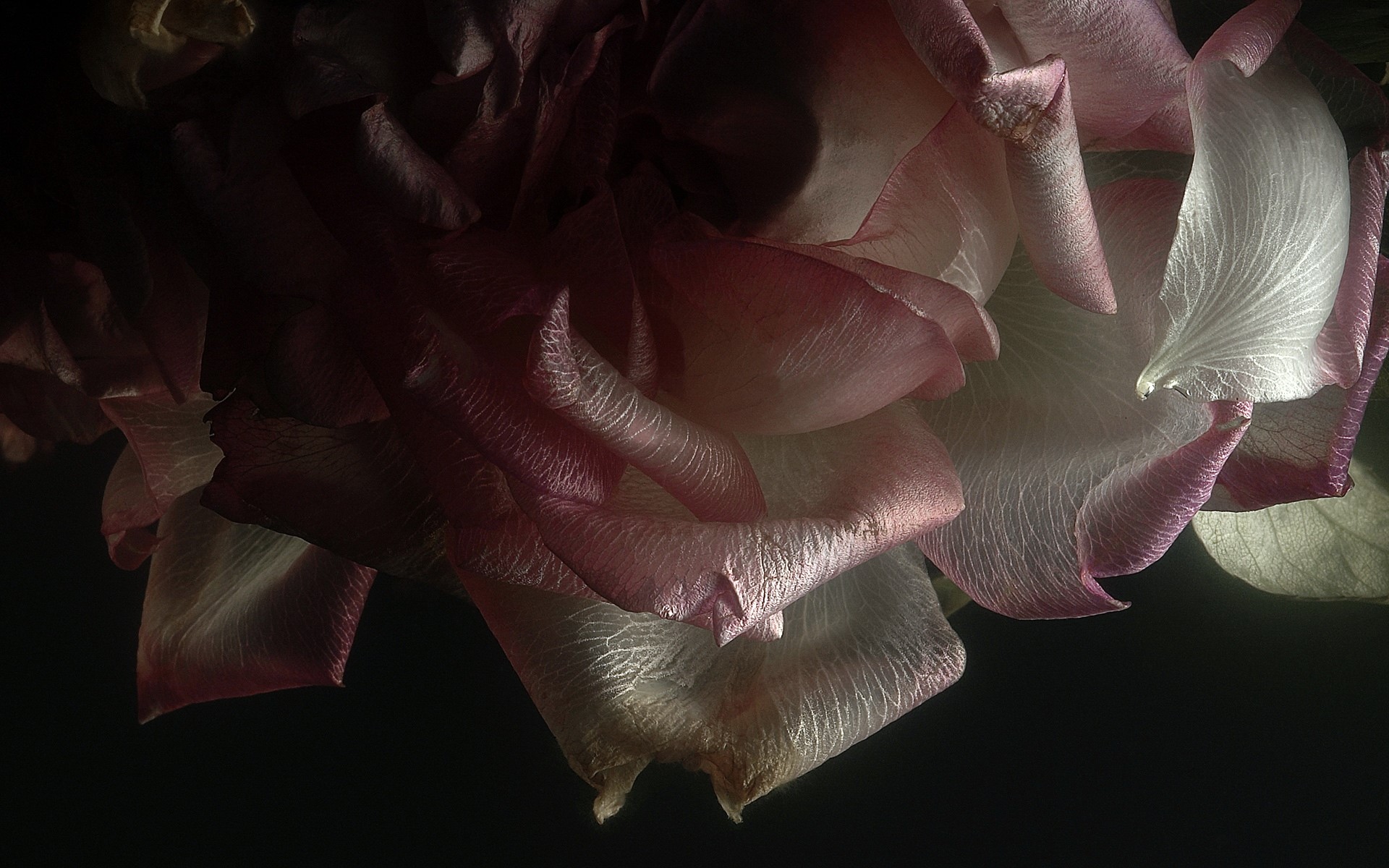 Close-up of wilting pink and white rose petals HD Wallpaper