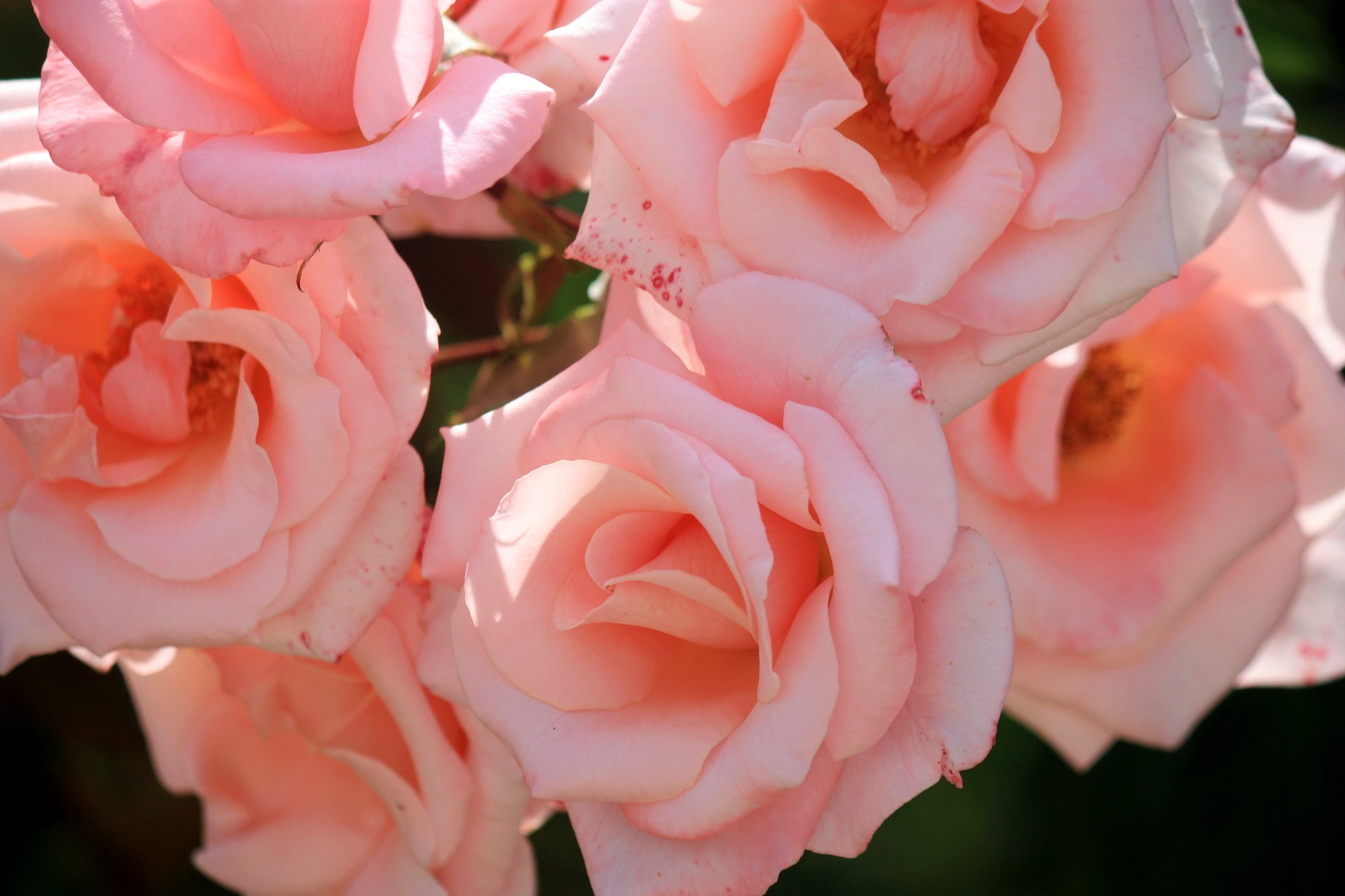 Close-up of delicate pink roses HD Wallpaper