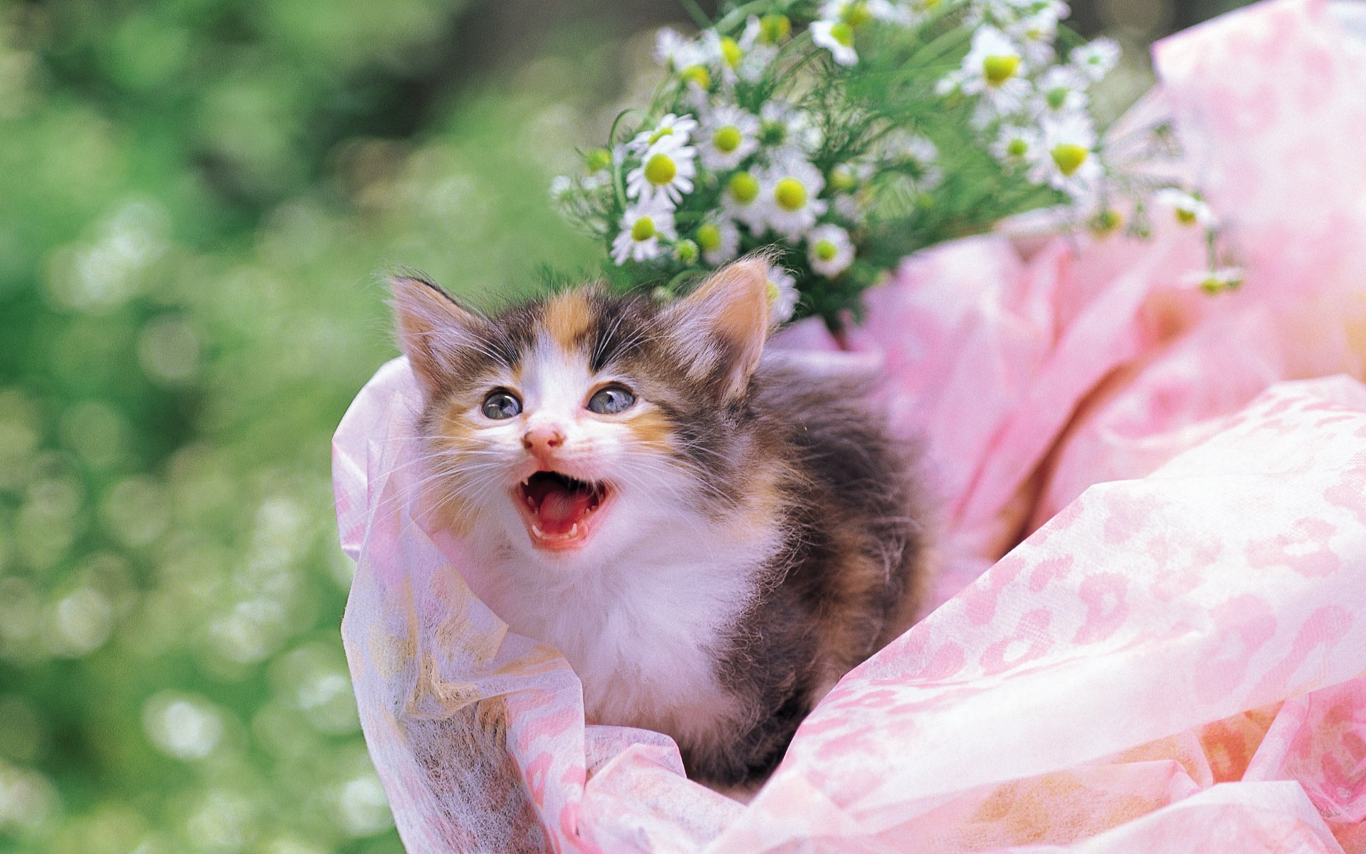 A calico kitten in pink fabric with daisies HD Wallpaper