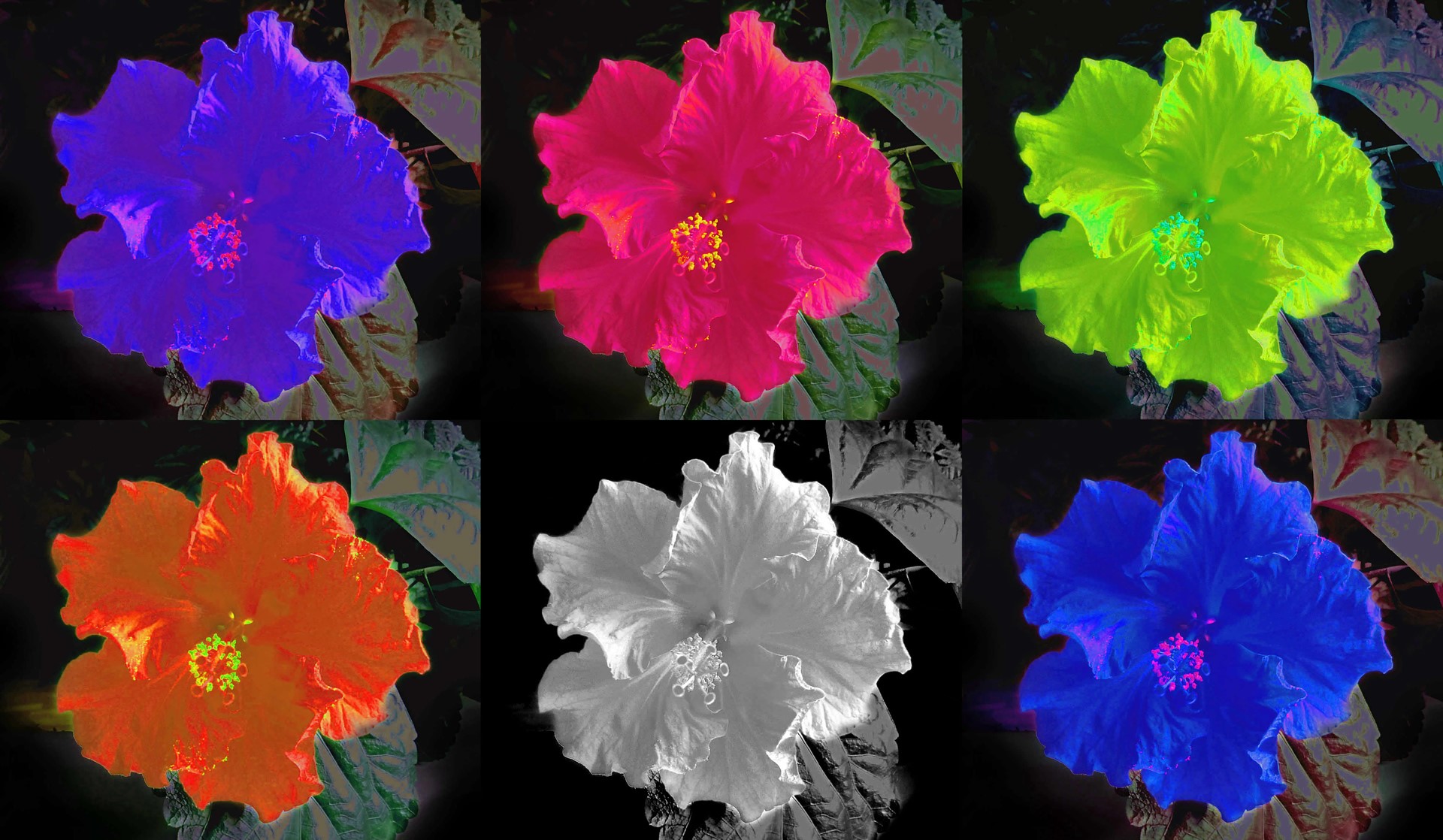 Six colorful hibiscus flowers HD Wallpaper