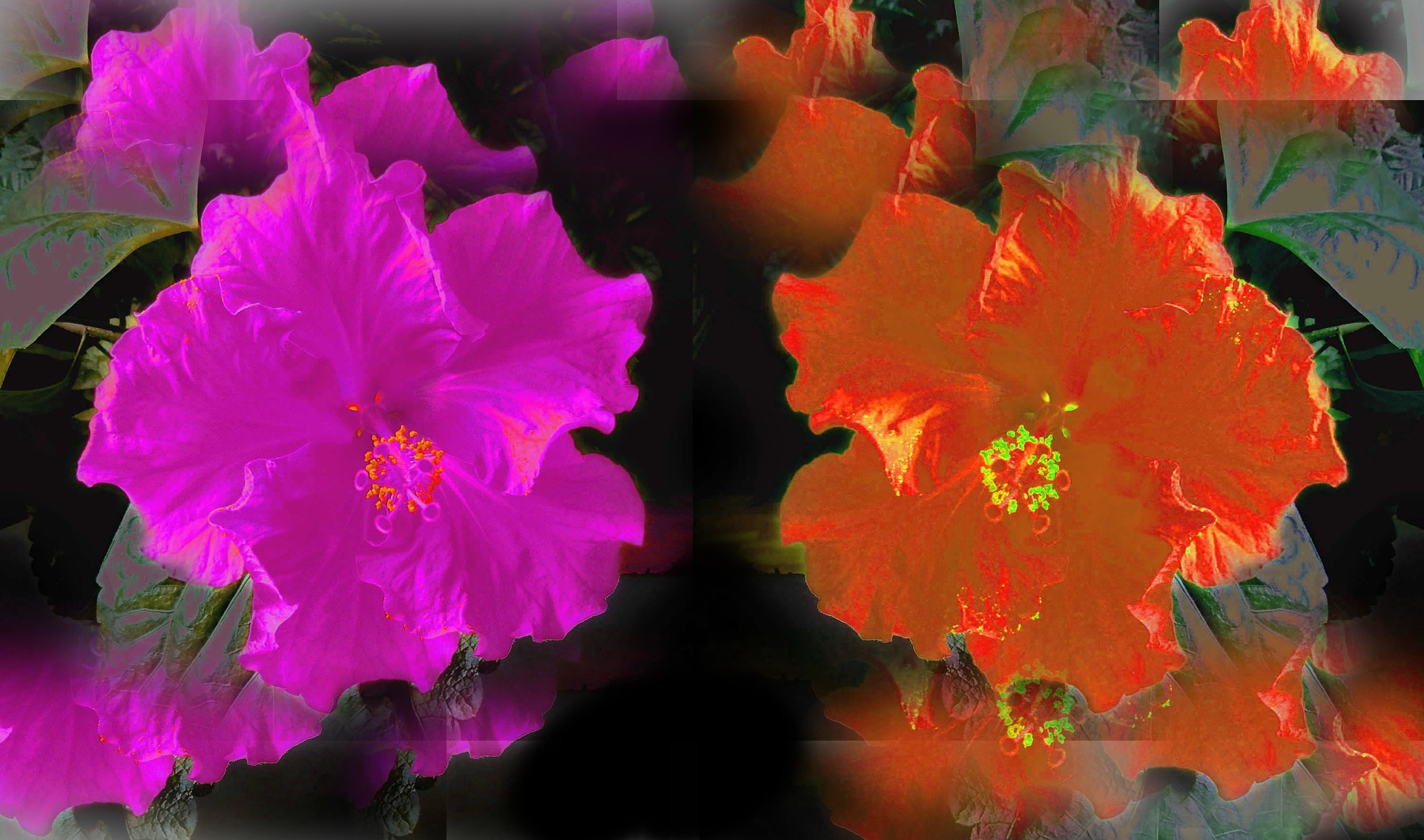 Two Hibiscus flowers, one pink and one orange HD Wallpaper