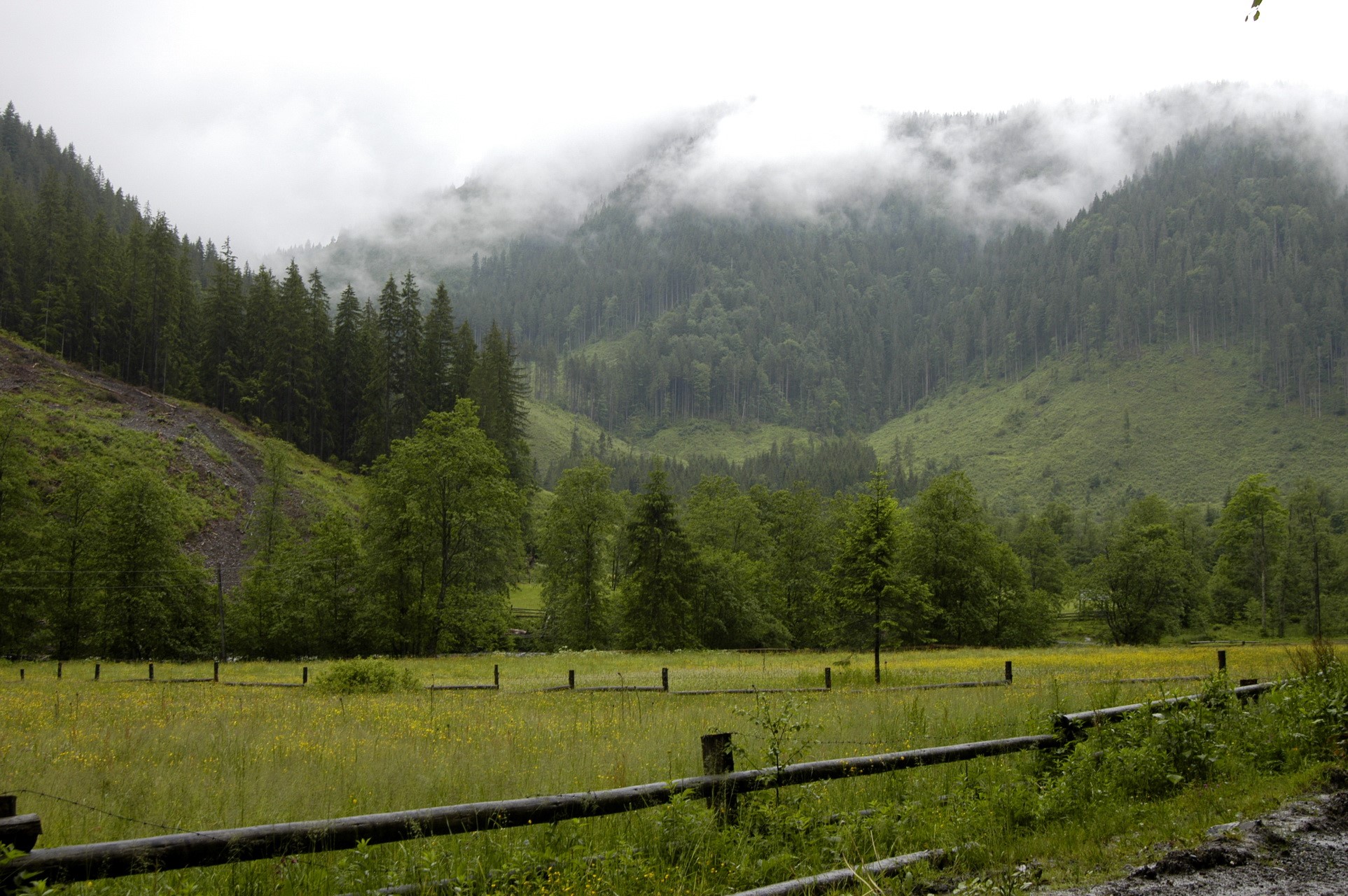 Misty Mountains and Forest with Meadow HD Wallpaper