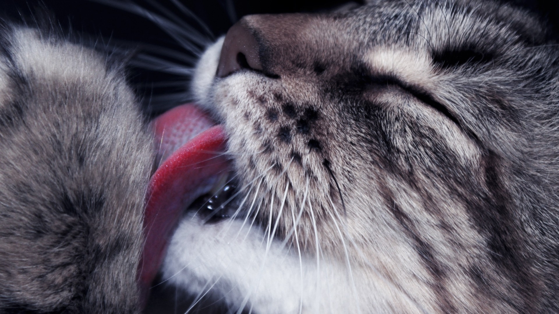 Close-up of a cat grooming its paw HD Wallpaper