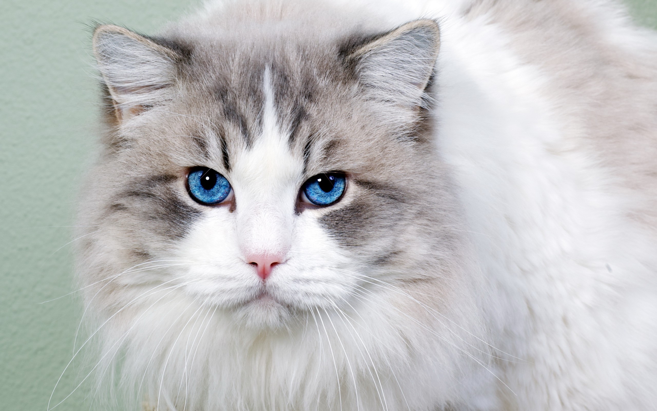 Ragdoll cat with striking blue eyes HD Wallpaper