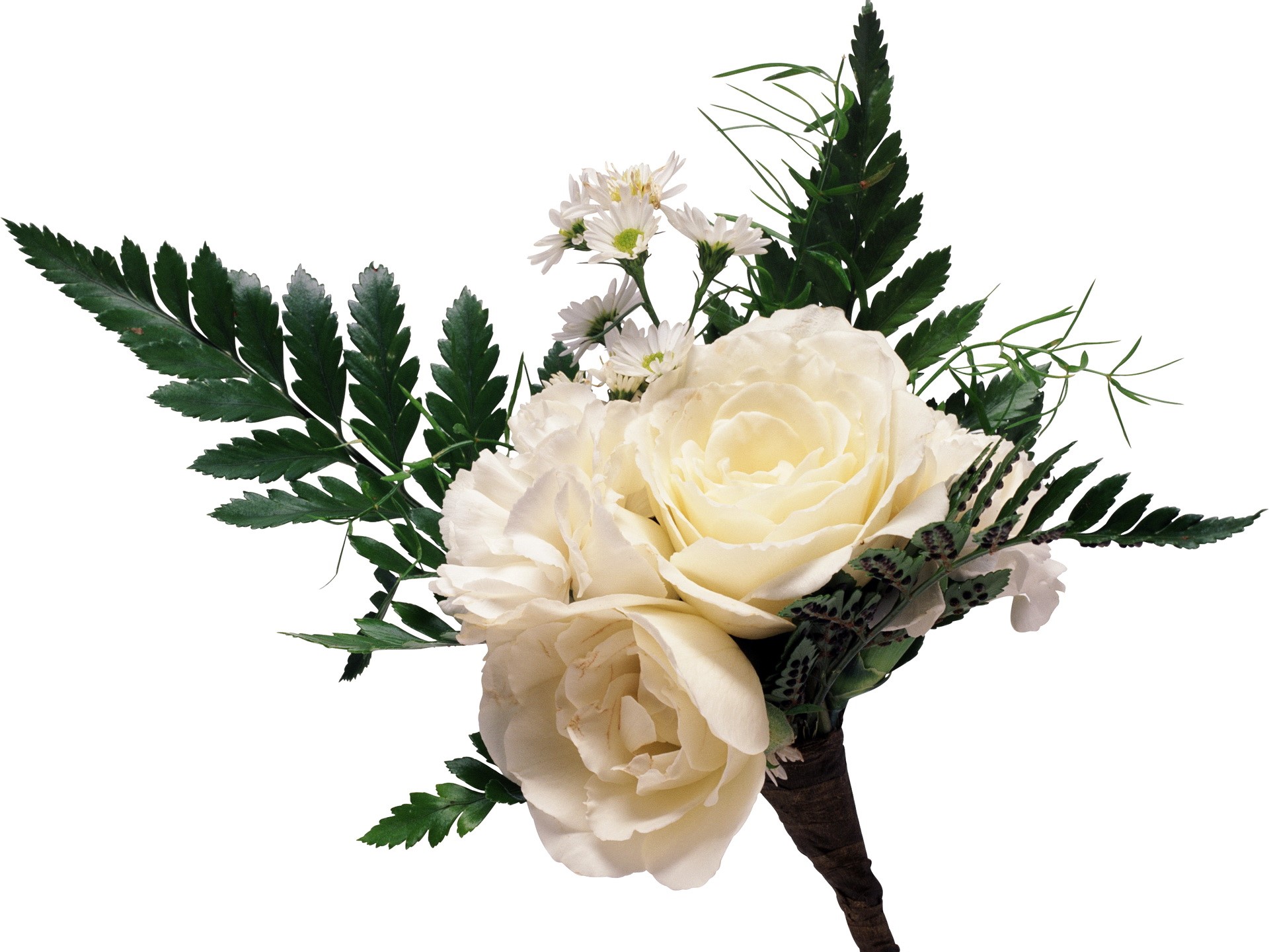White roses and ferns boutonniere HD Wallpaper
