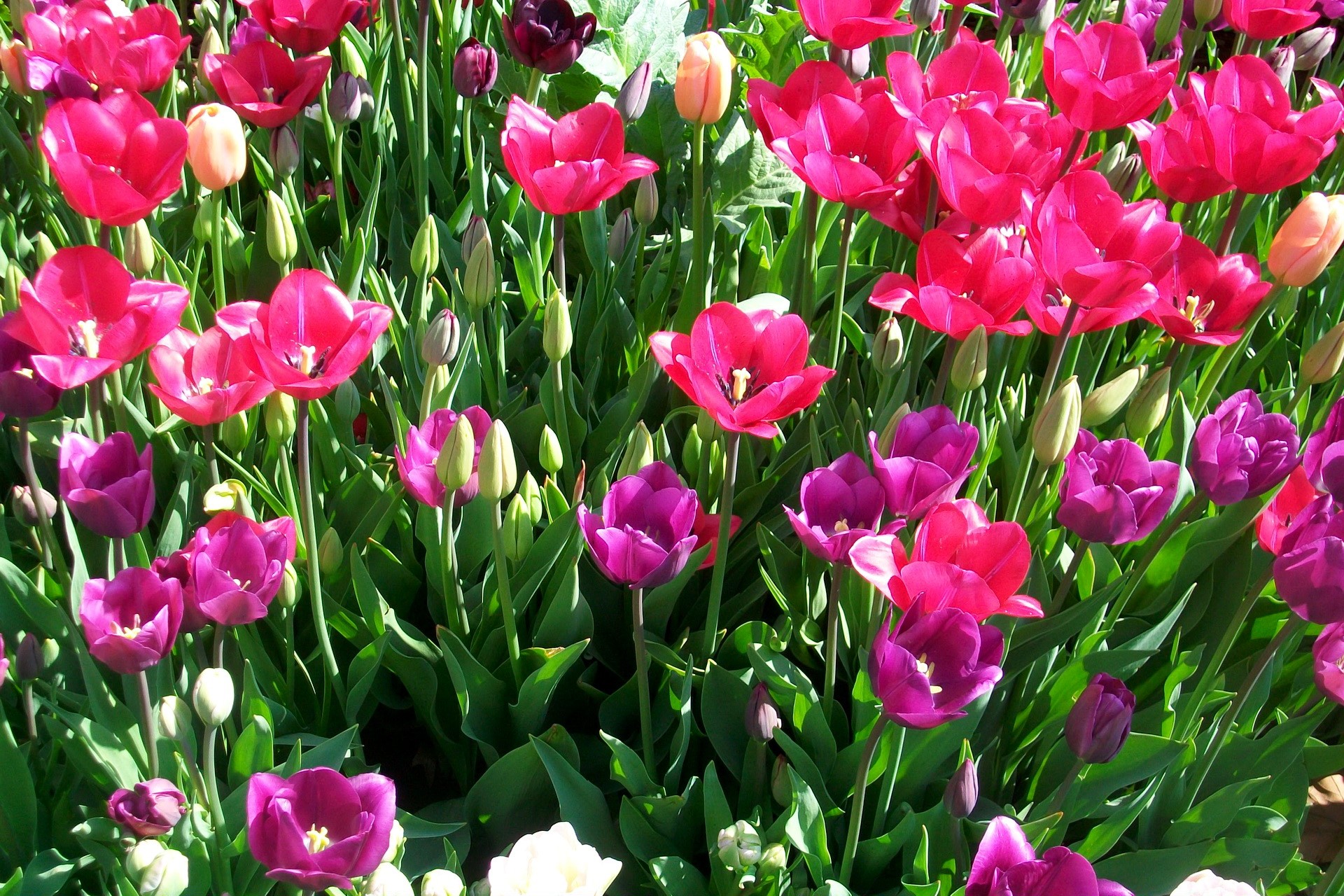 Field of Pink and Purple Tulips HD Wallpaper