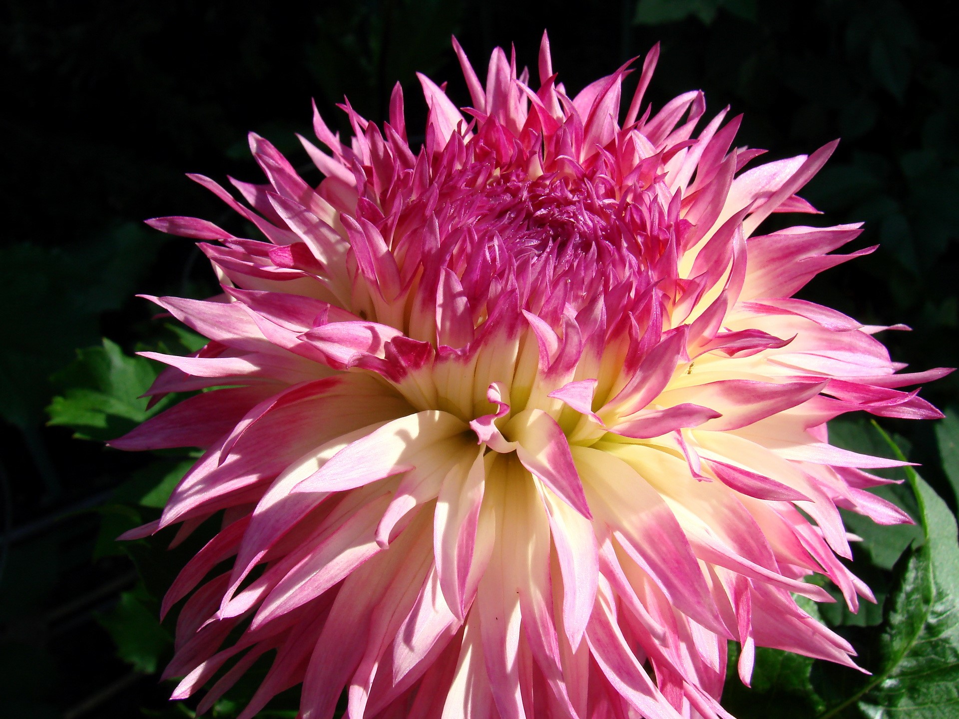 Pink and yellow dahlia flower HD Wallpaper