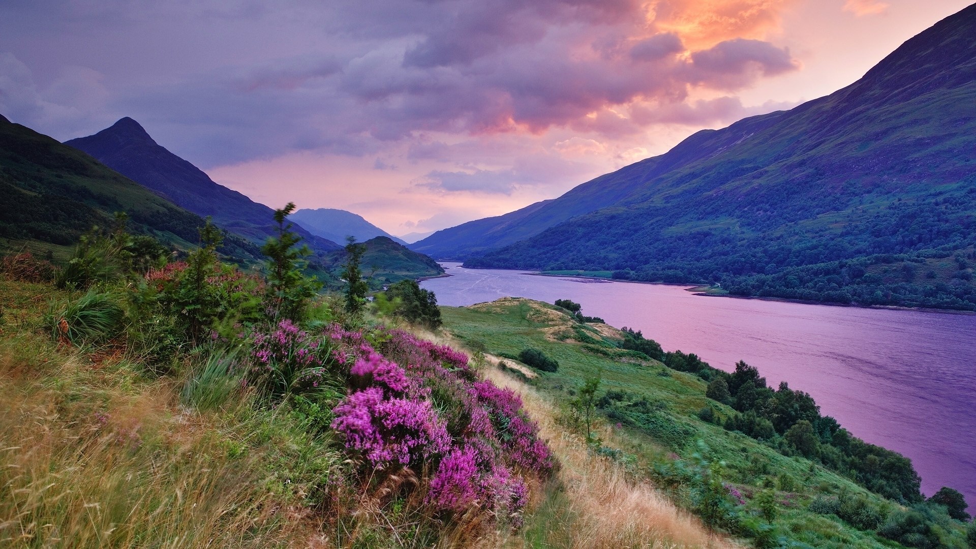 Purple heather and mountains by a lake at sunset HD Wallpaper