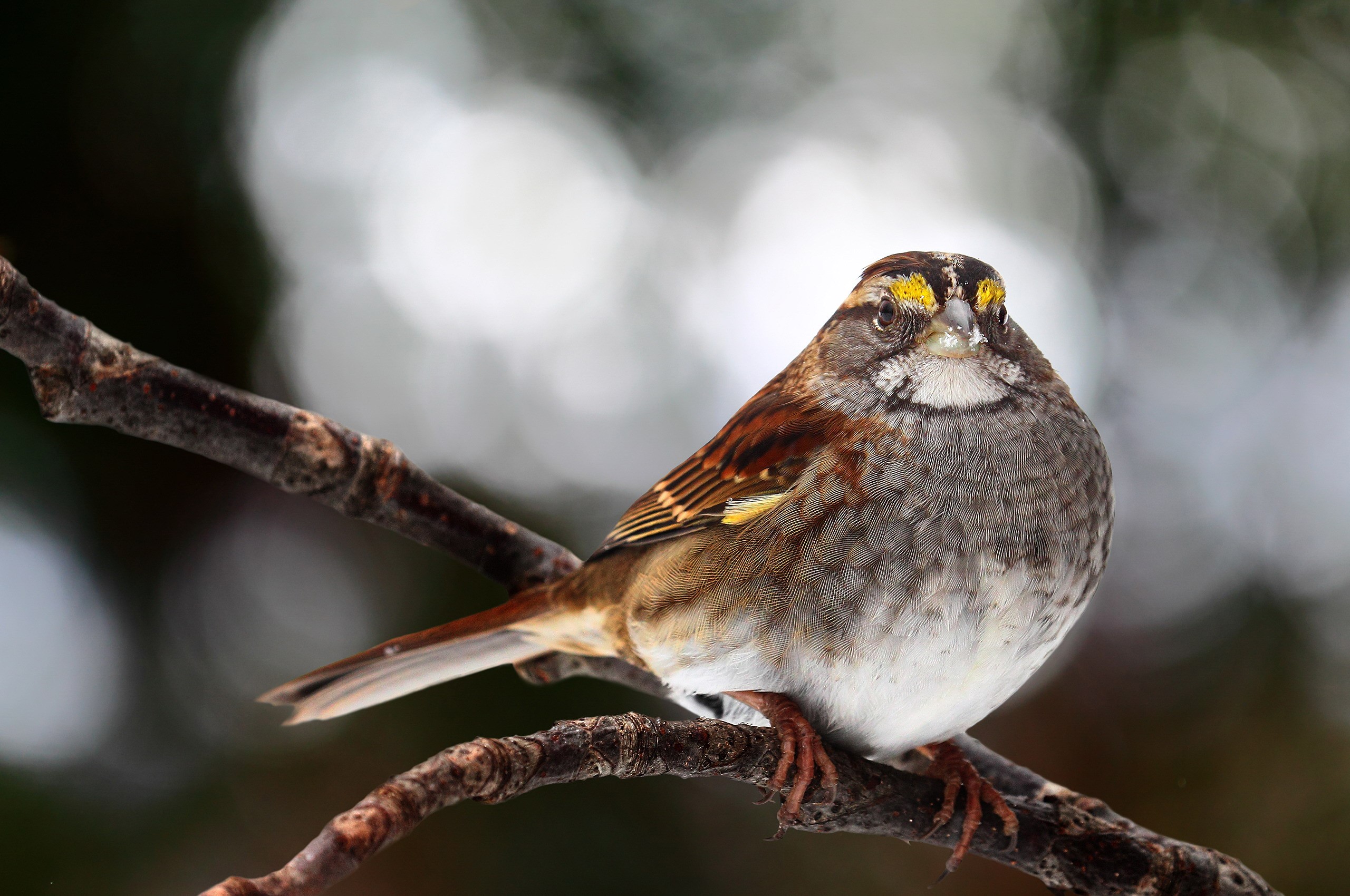 White-throated sparrow perched on a branch HD Wallpaper