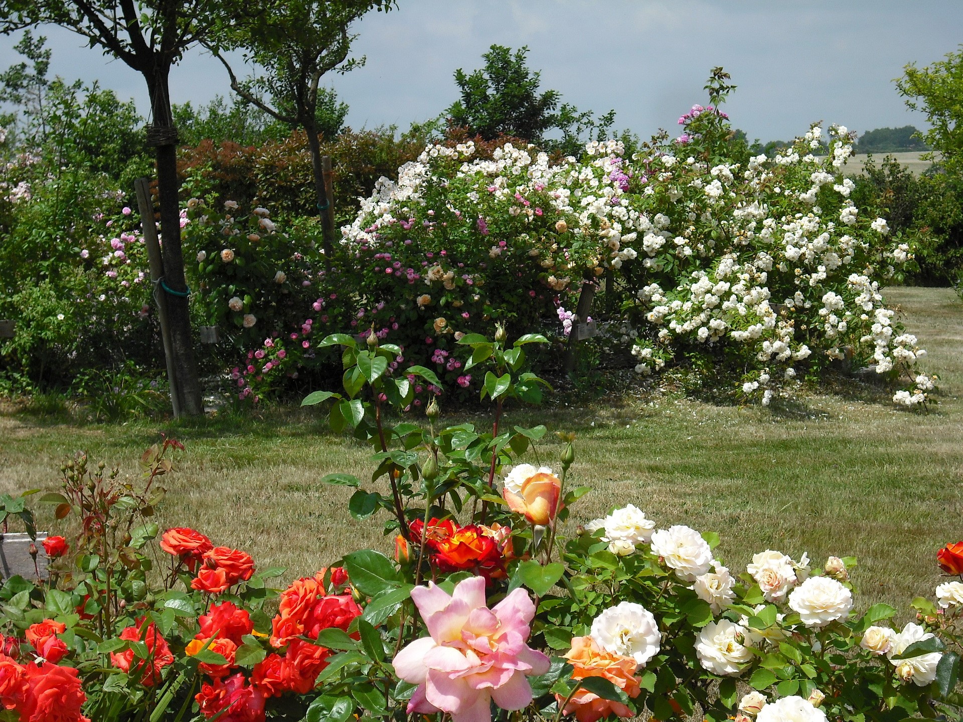 Rose garden with blooming bushes and trees HD Wallpaper