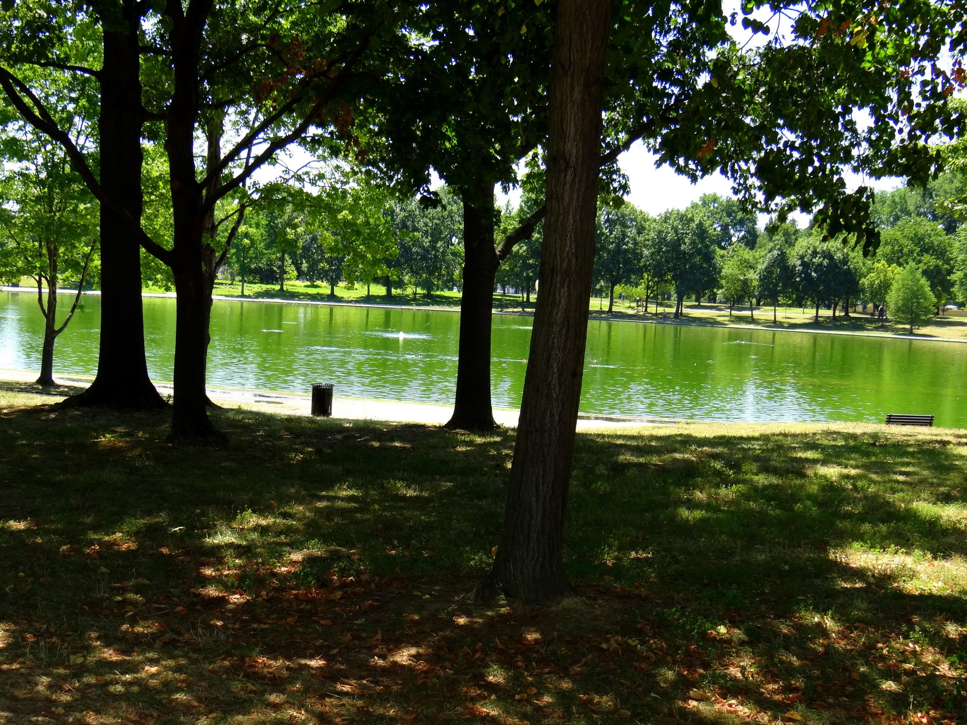 Park lake with trees and shadows HD Wallpaper