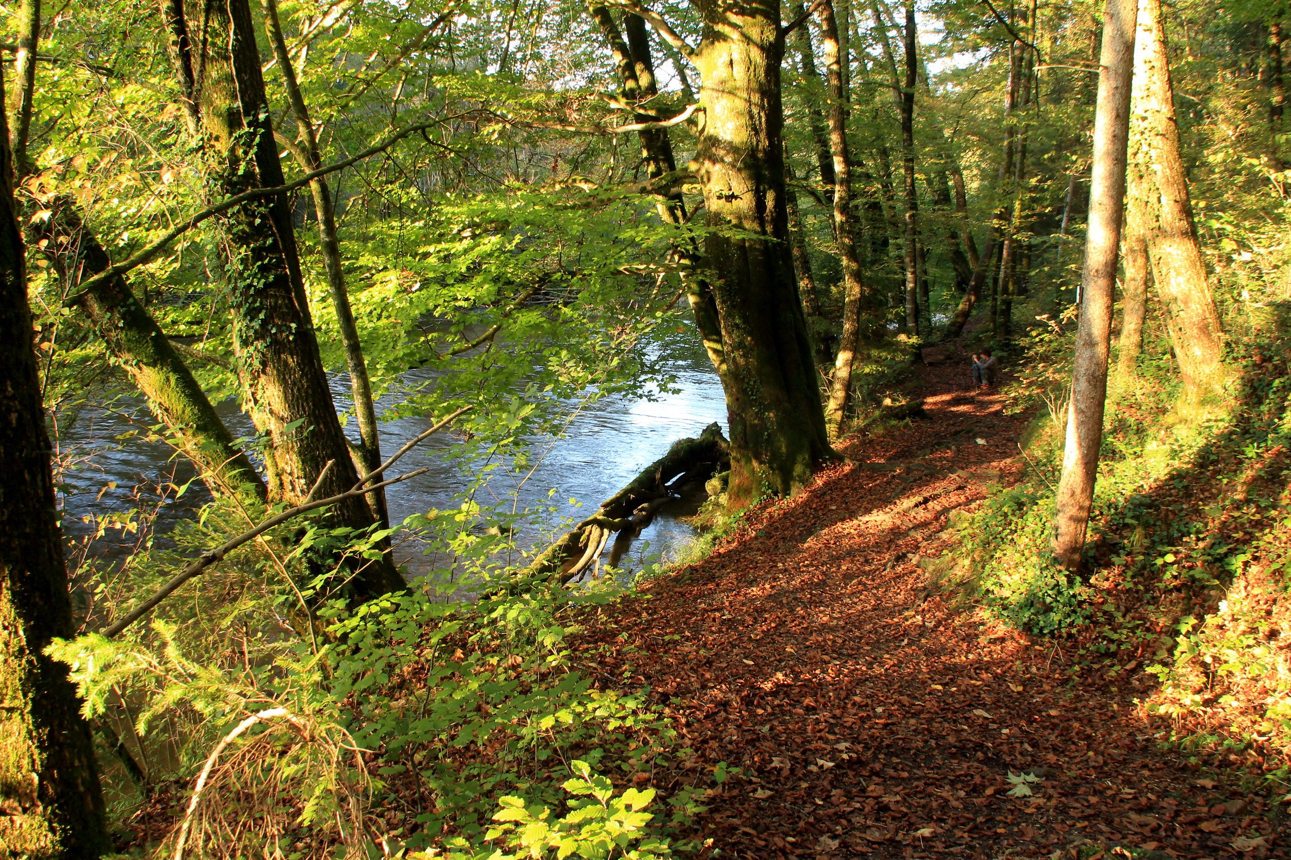 A person walks on a path next to a river in a forest HD Wallpaper