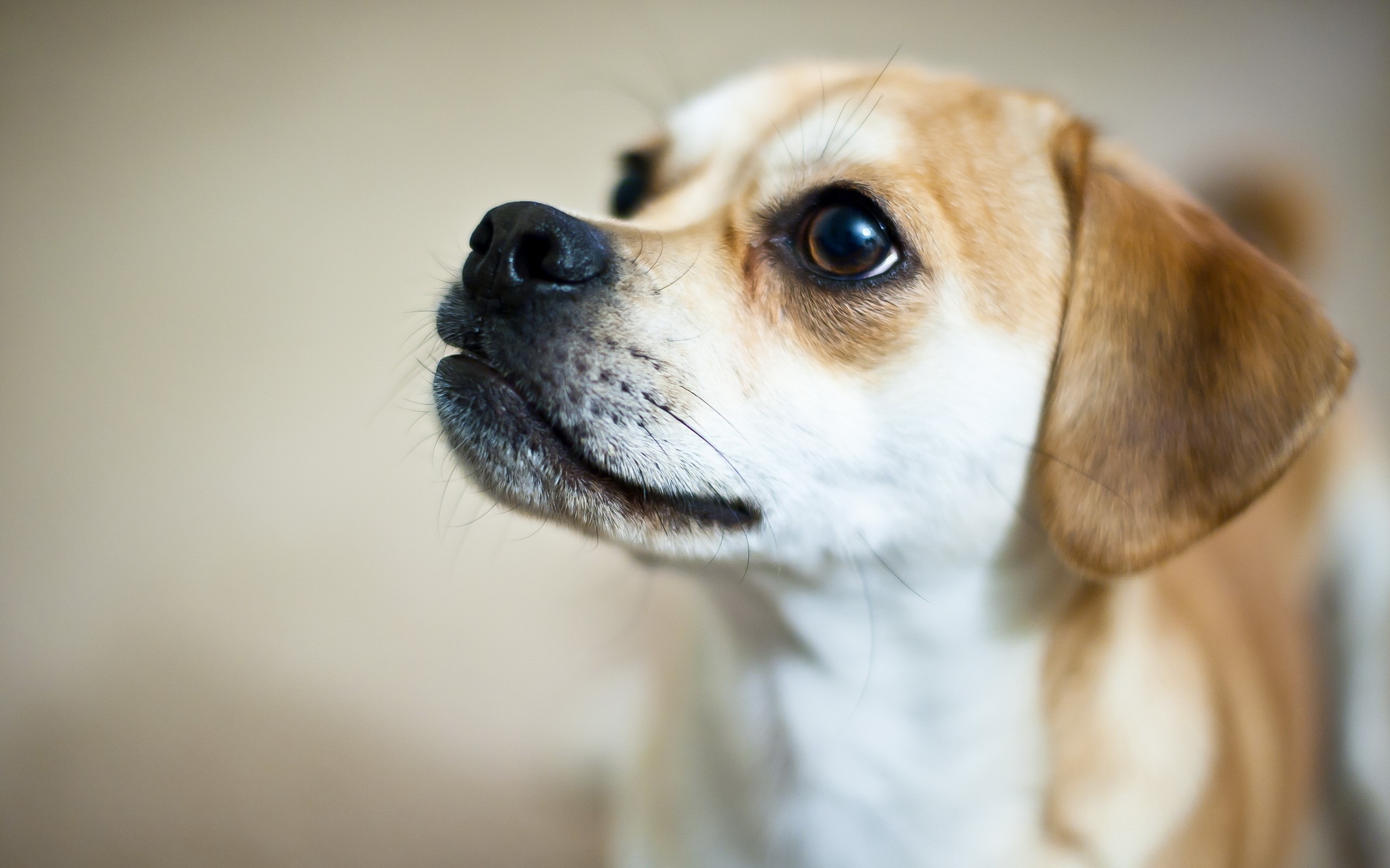 Close-up of a small dog's face HD Wallpaper