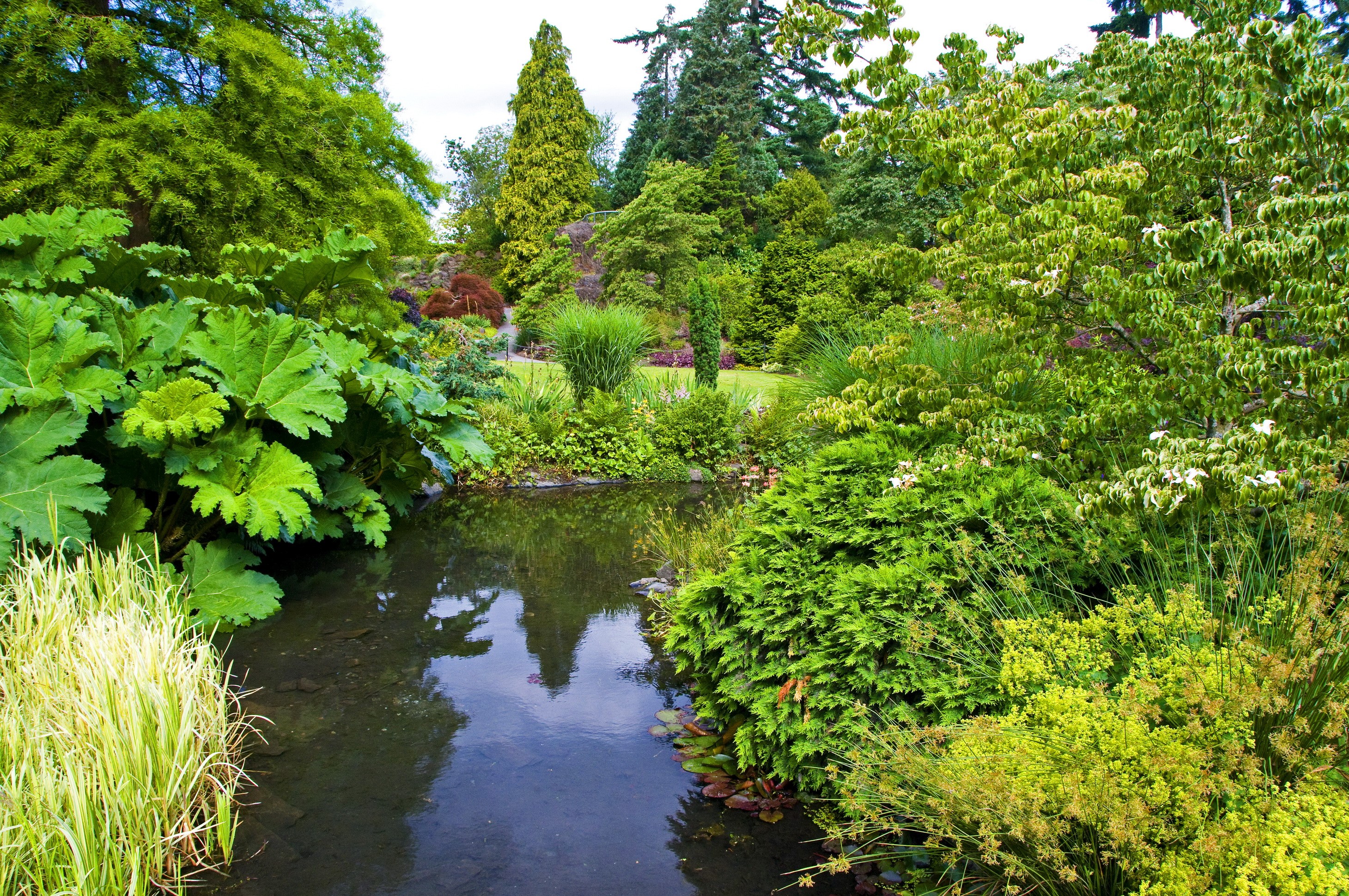 A tranquil garden with a pond and abundant greenery HD Wallpaper