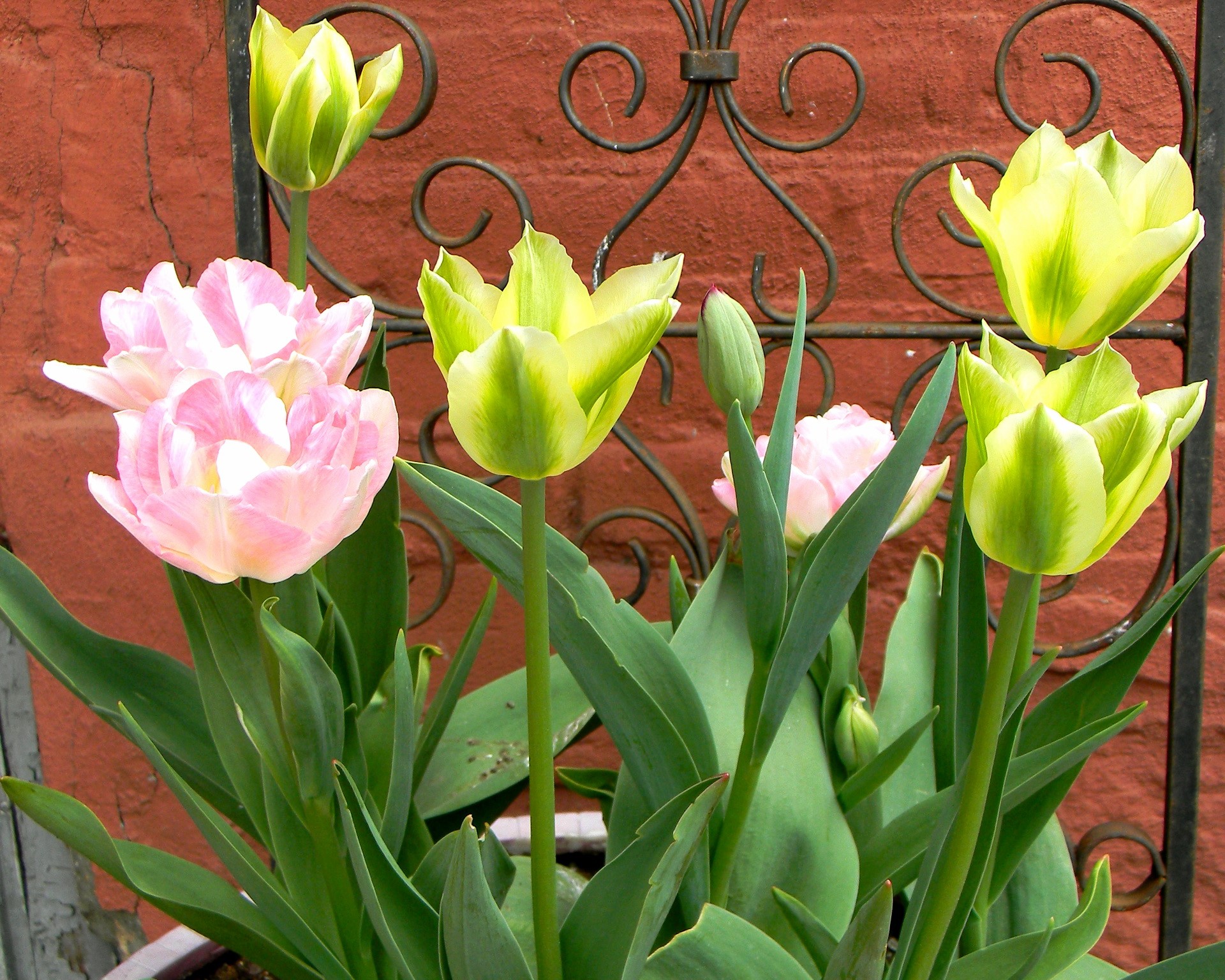 Yellow and pink tulips in front of a brick wall HD Wallpaper