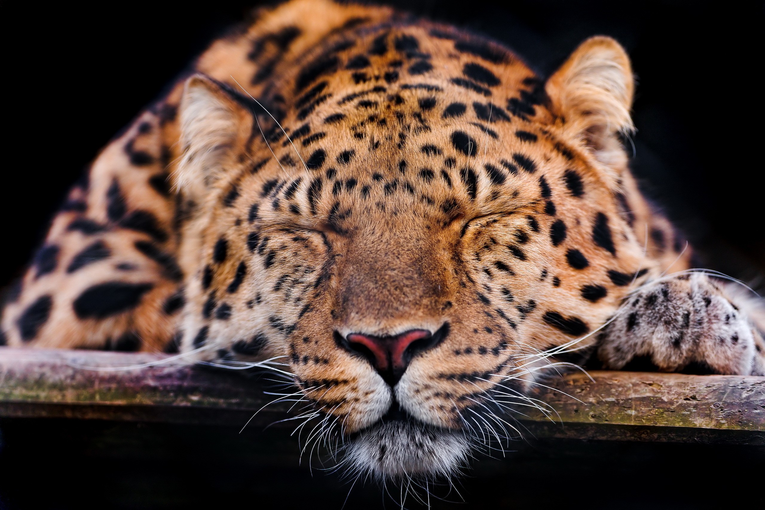 Close-up of a sleeping leopard HD Wallpaper