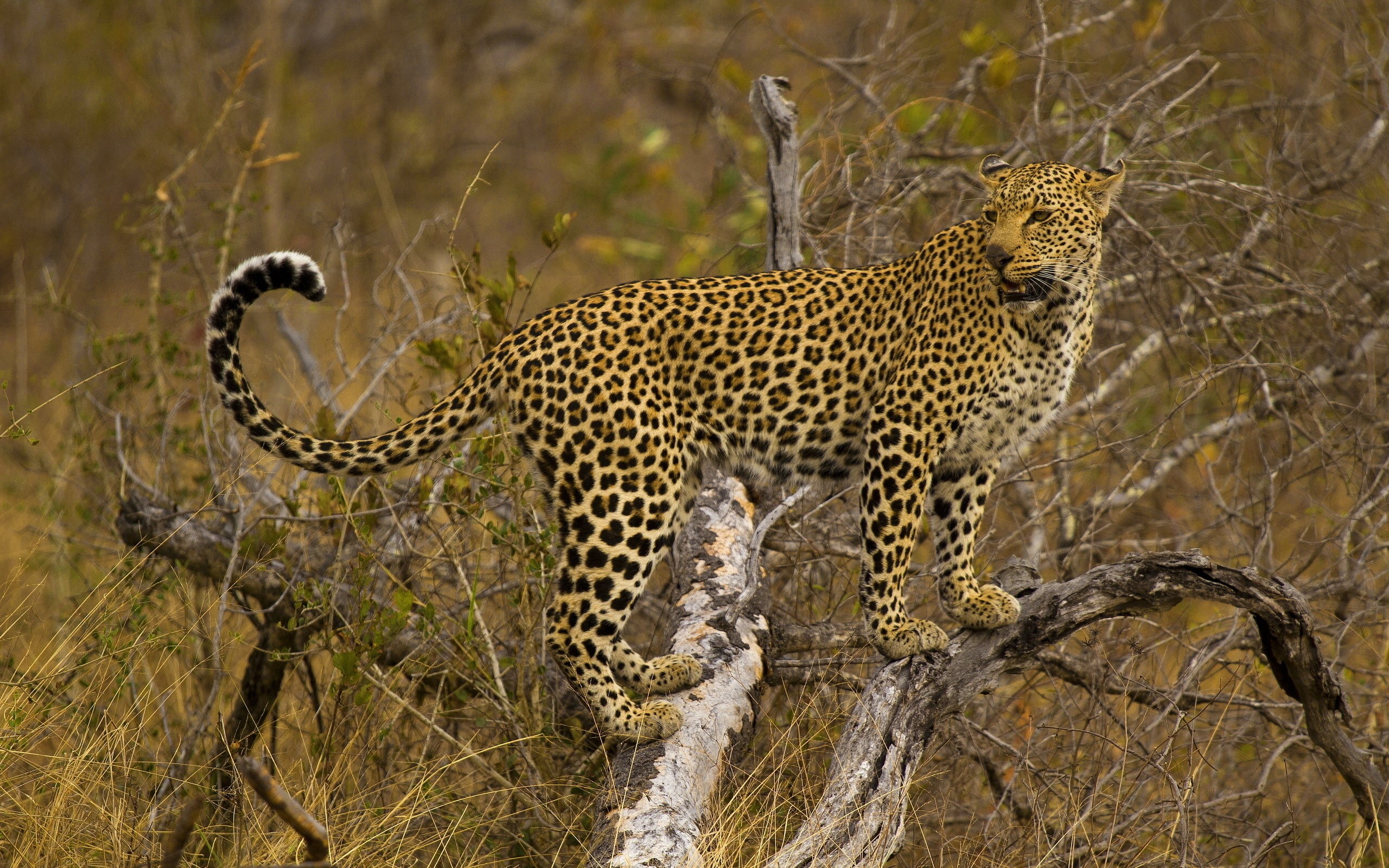 Leopard standing on a tree branch HD Wallpaper