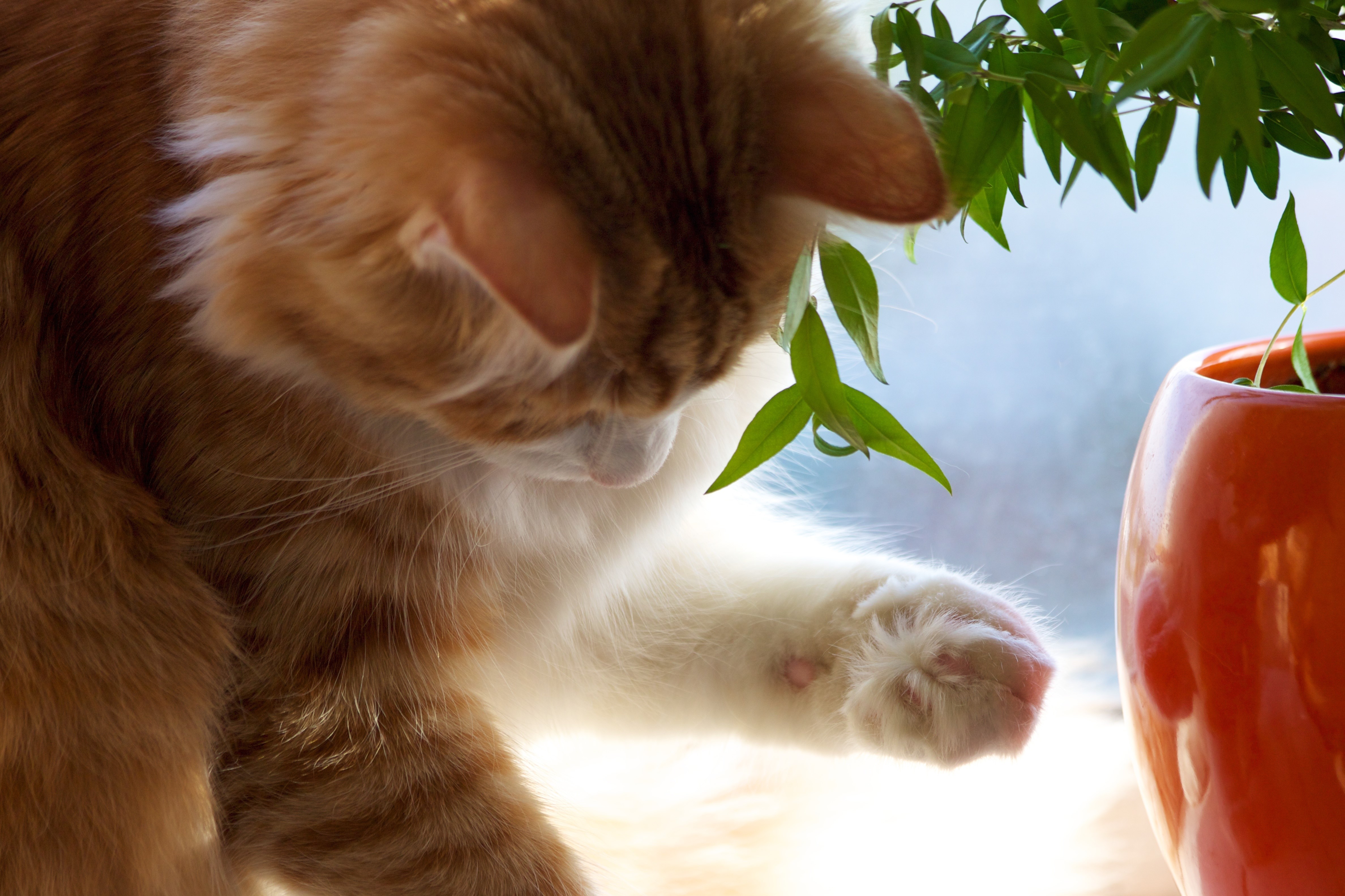Orange cat playing with a plant HD Wallpaper