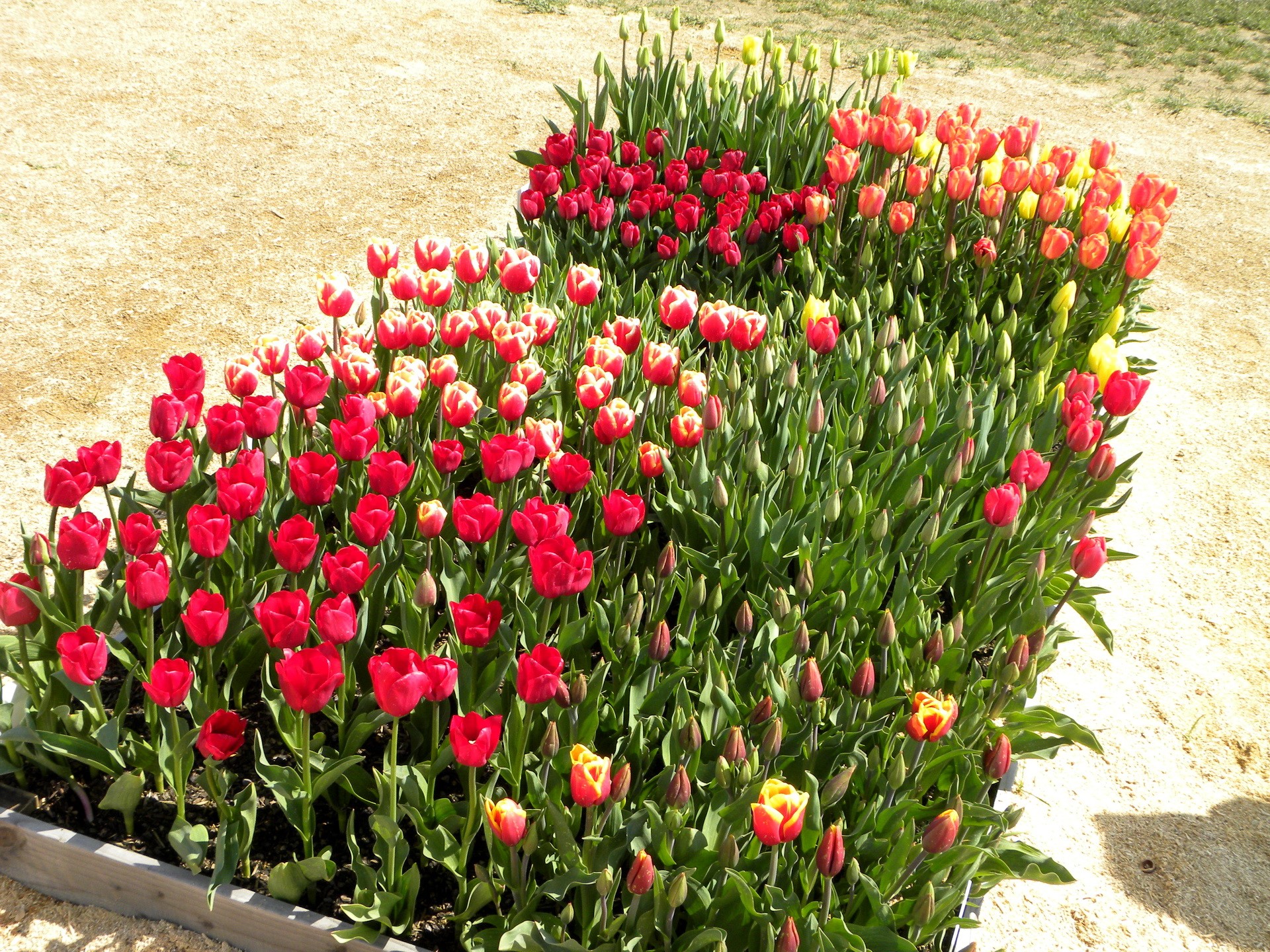 A bed of red and yellow tulips in bloom HD Wallpaper