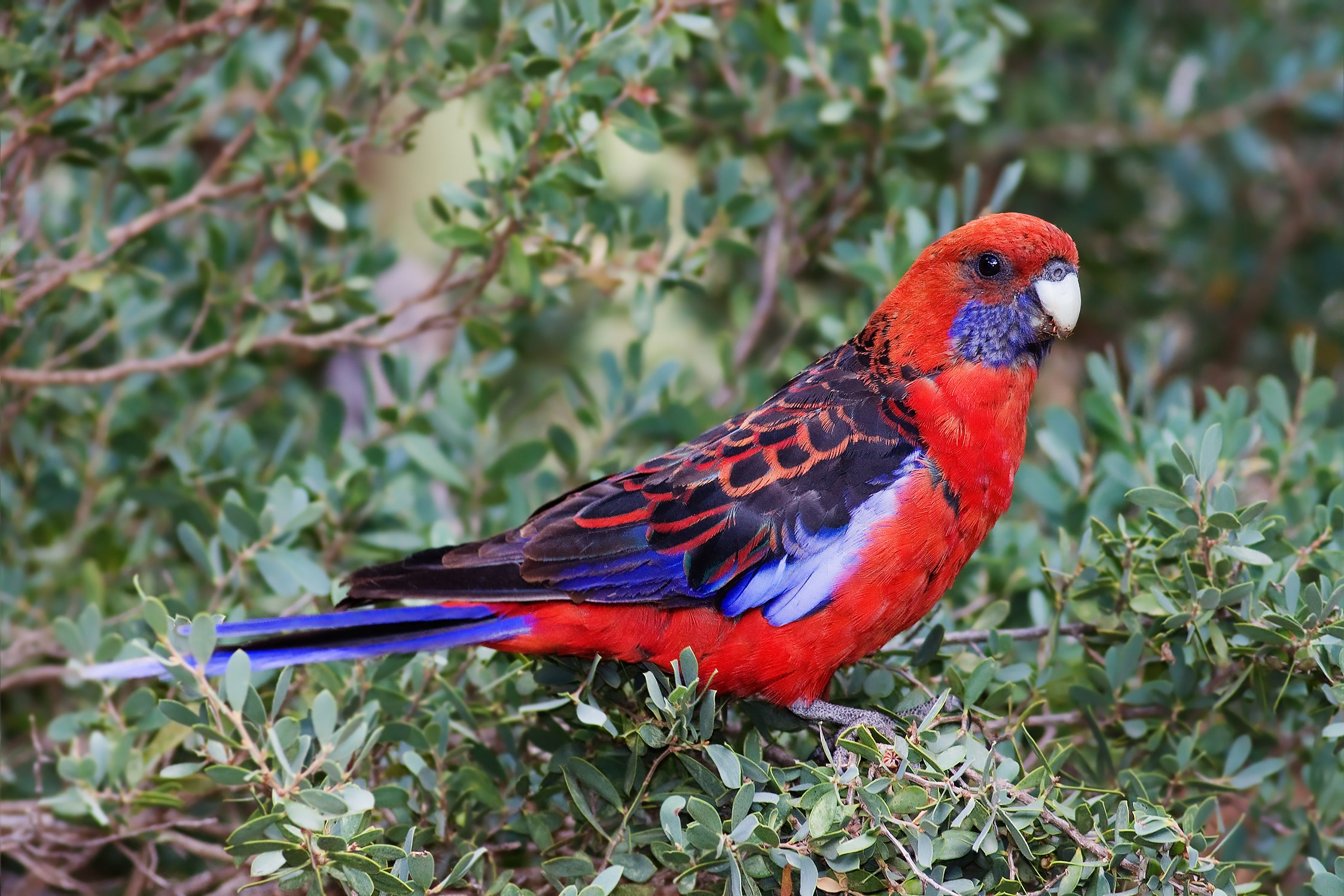 Crimson Rosella parrot perched on a branch HD Wallpaper