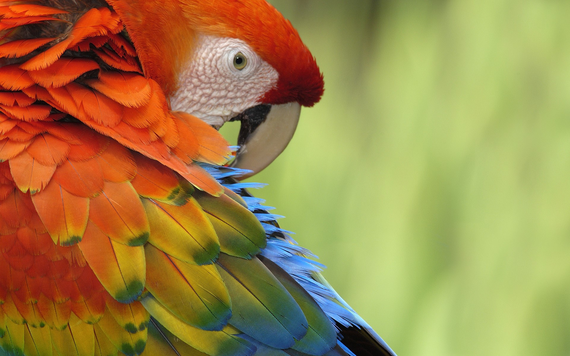 Close-up of a colorful Scarlet Macaw parrot HD Wallpaper