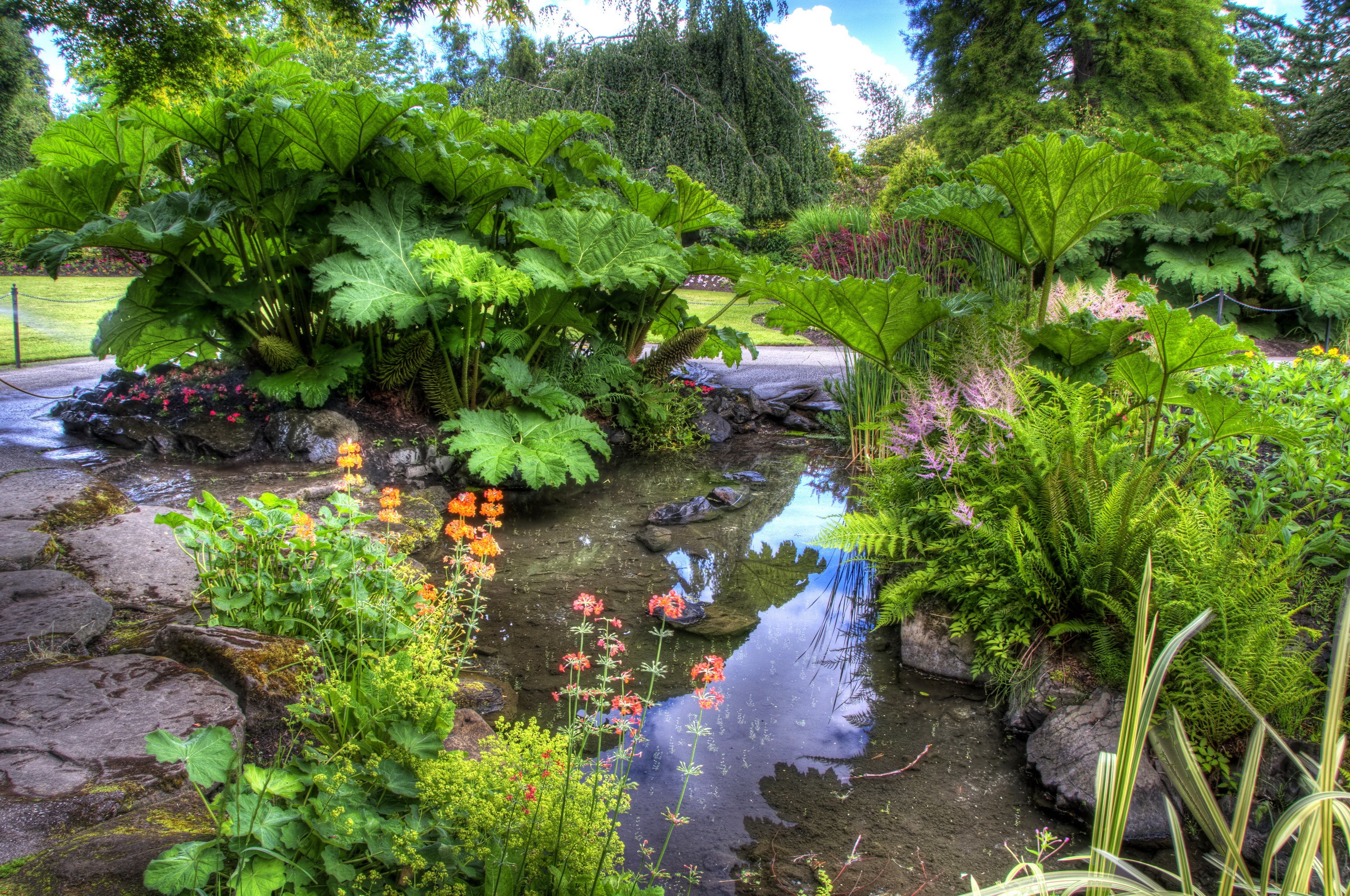 A lush garden with a pond and large-leafed plants HD Wallpaper