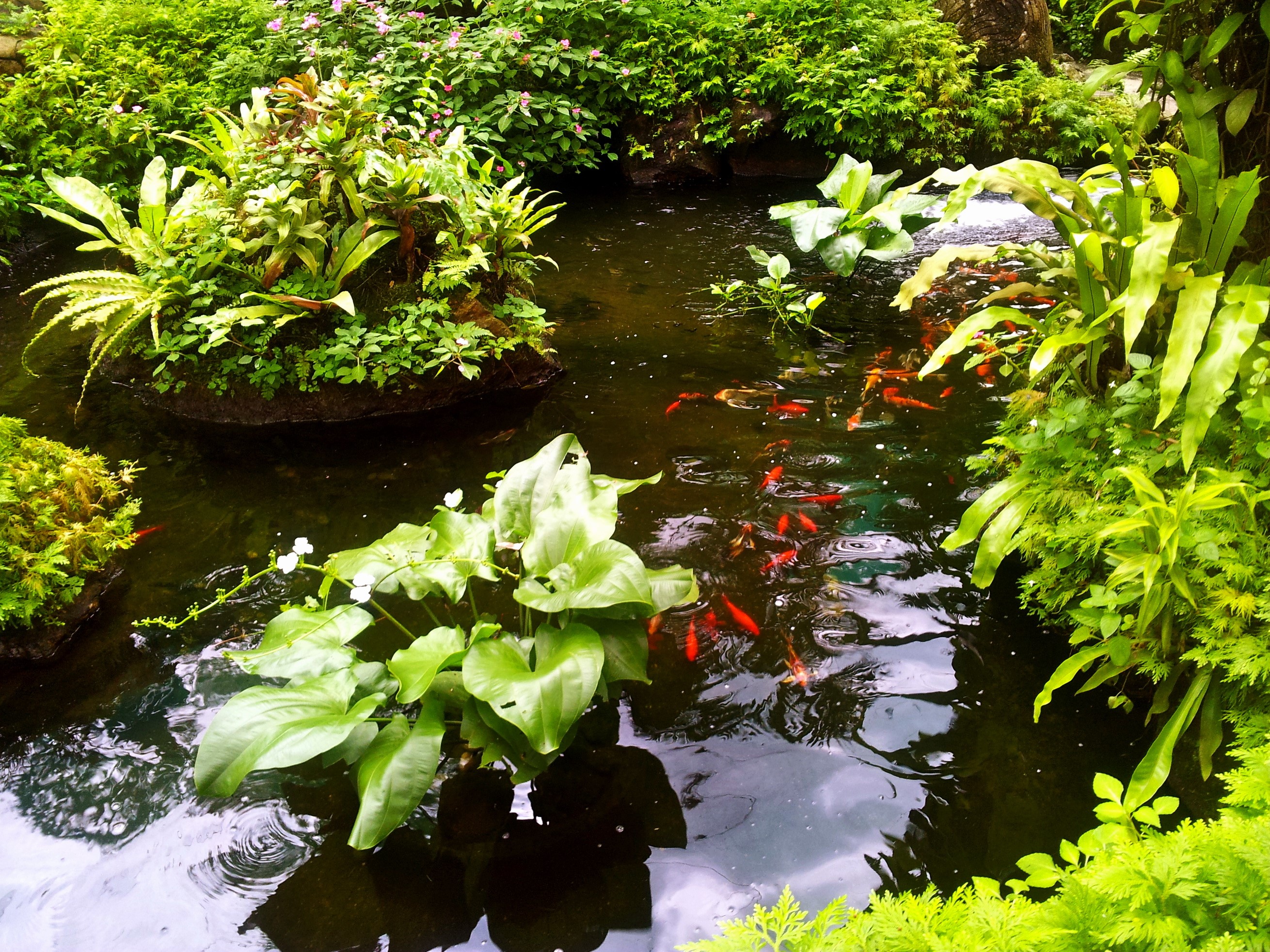 Koi pond with lush greenery and aquatic plants HD Wallpaper
